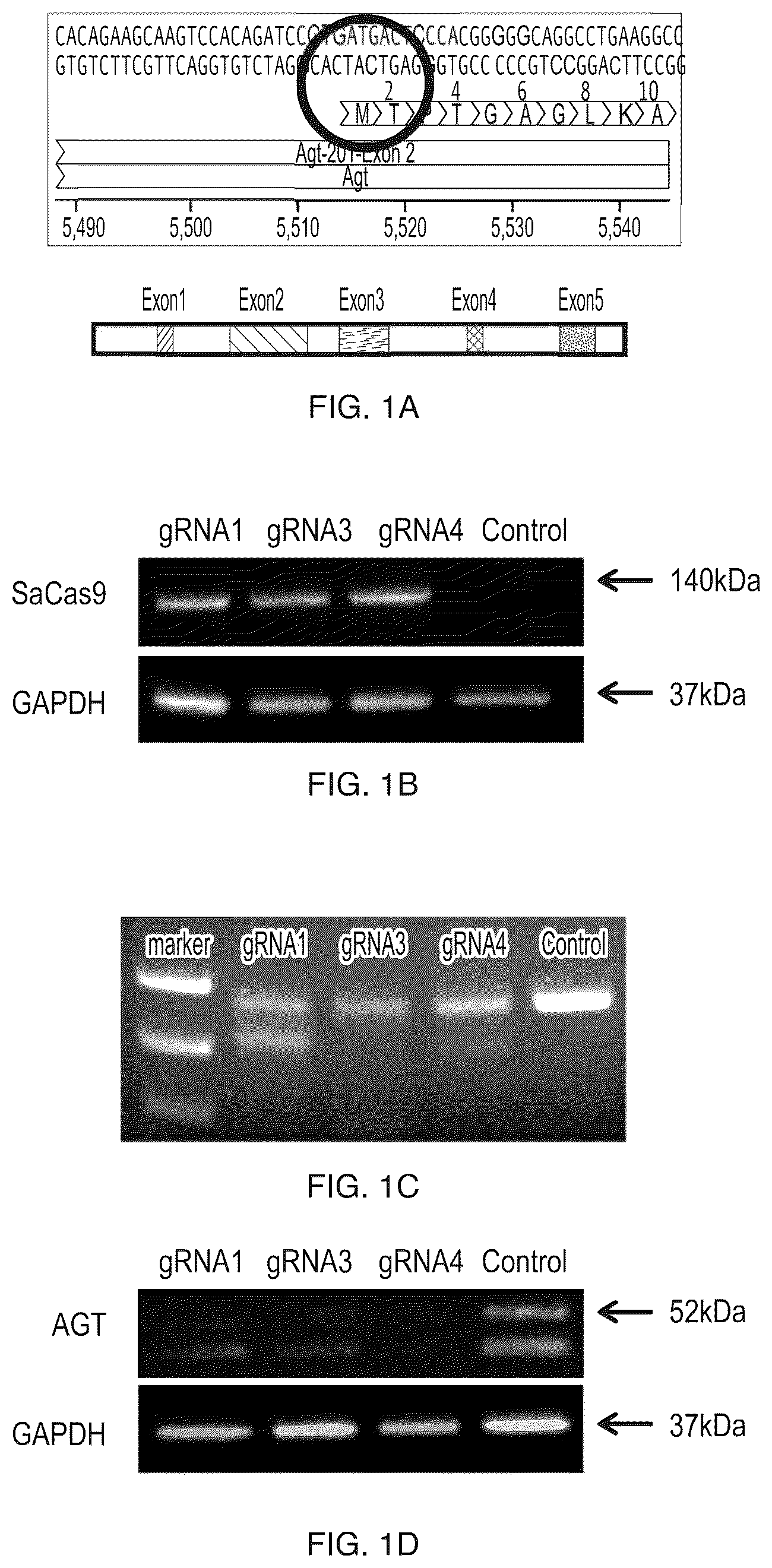 Patent US12612610 Figure 1 – Compositions and methods for controlling blood pressure