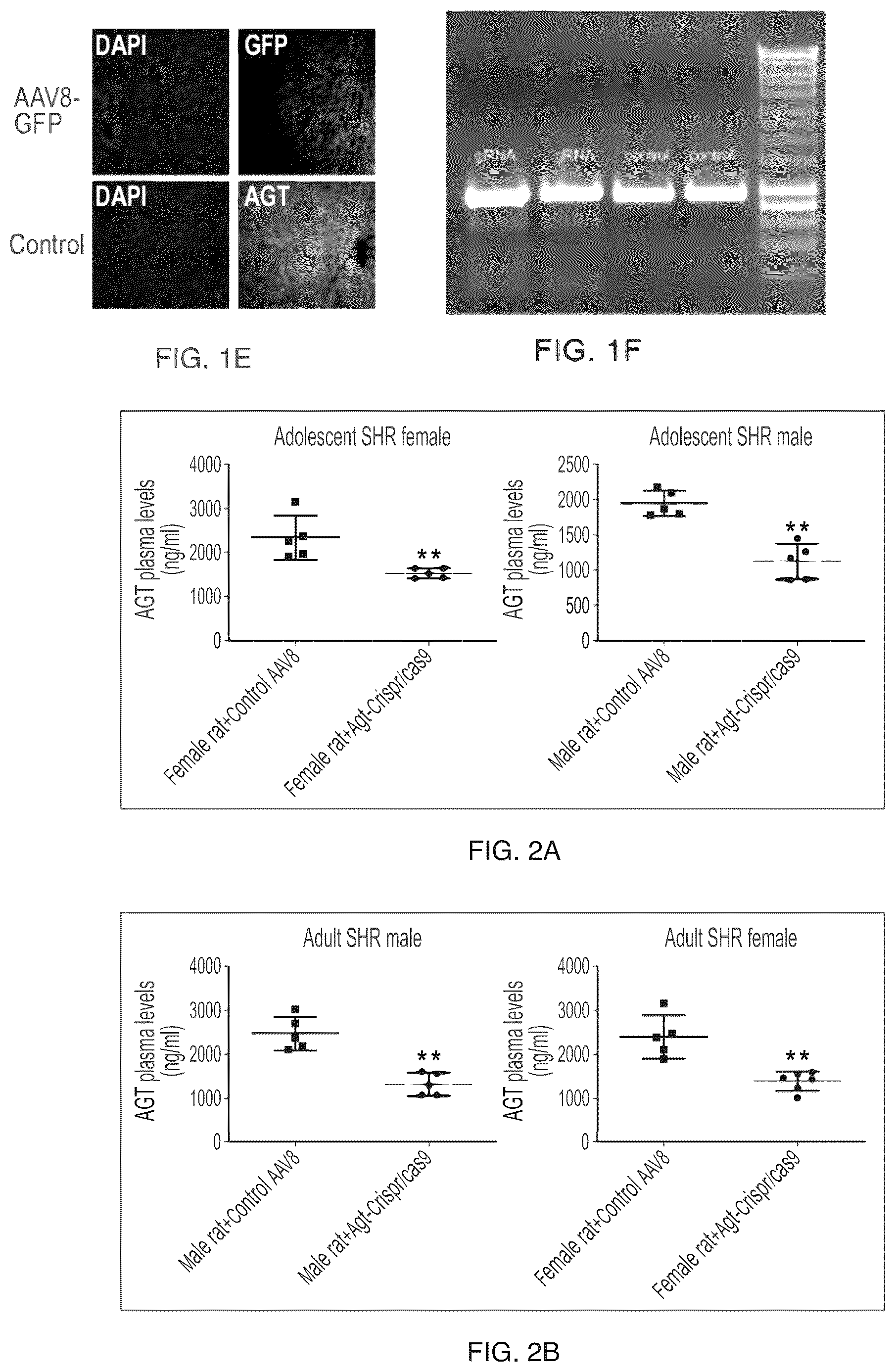 Patent US12612610 Figure 2 – Compositions and methods for controlling blood pressure