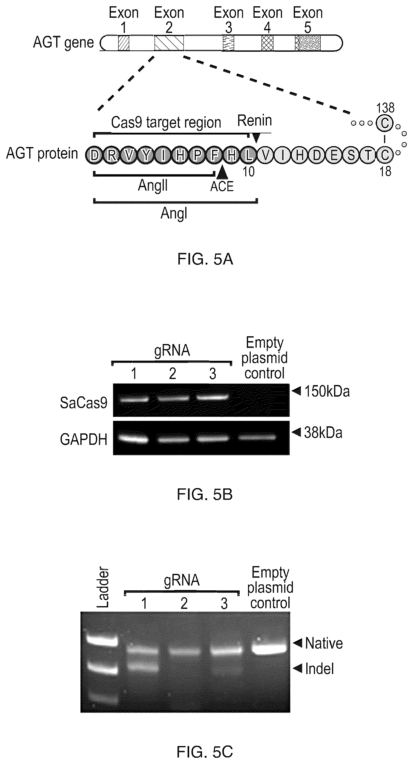 Patent US12612610 Figure 7 – Compositions and methods for controlling blood pressure