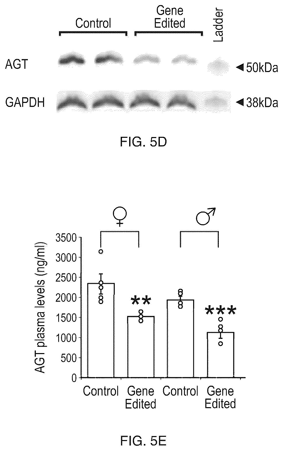 Patent US12612610 Figure 8 – Compositions and methods for controlling blood pressure