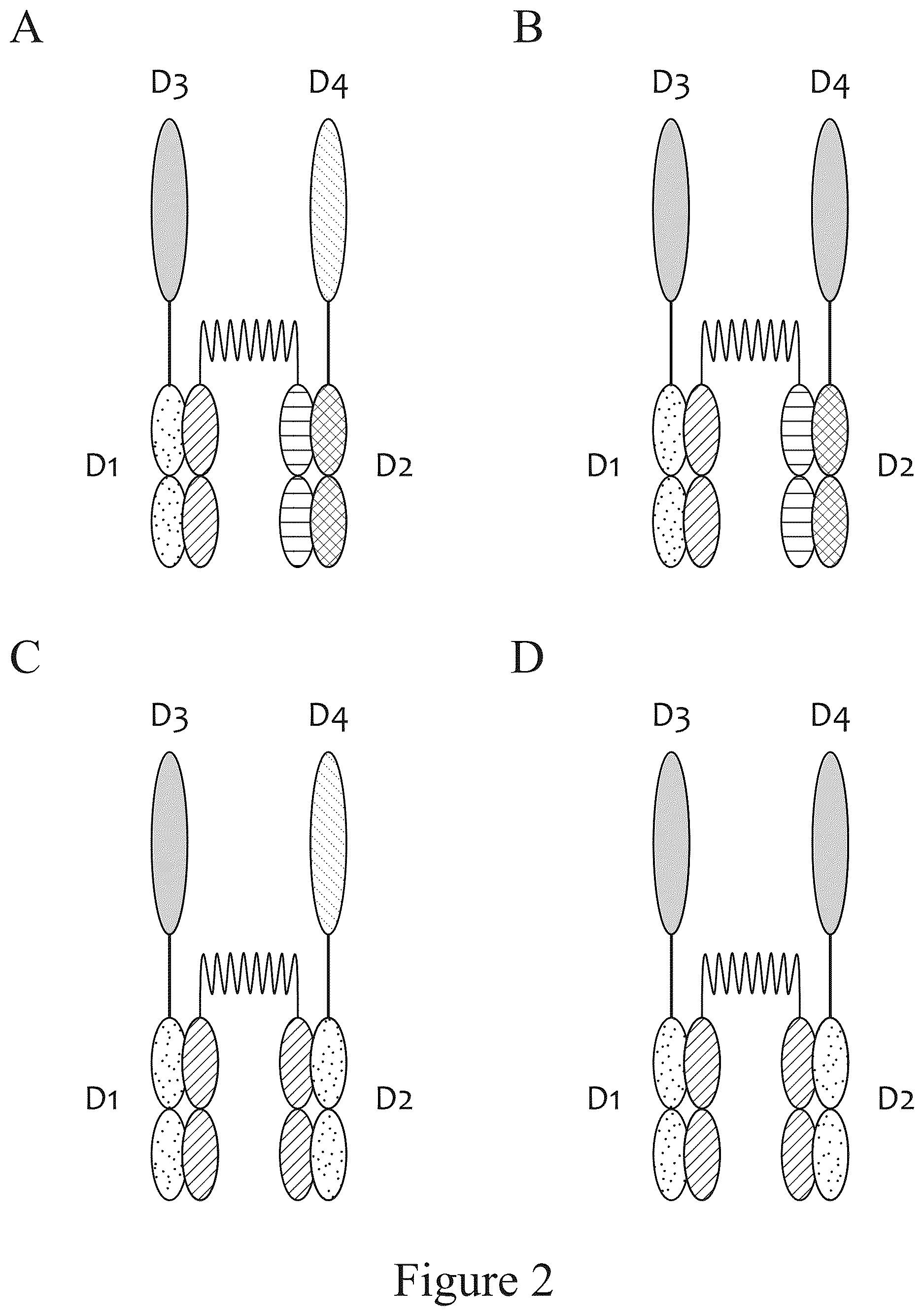 Patent US12612611 Figure 2 – Tetrahedral antibodies