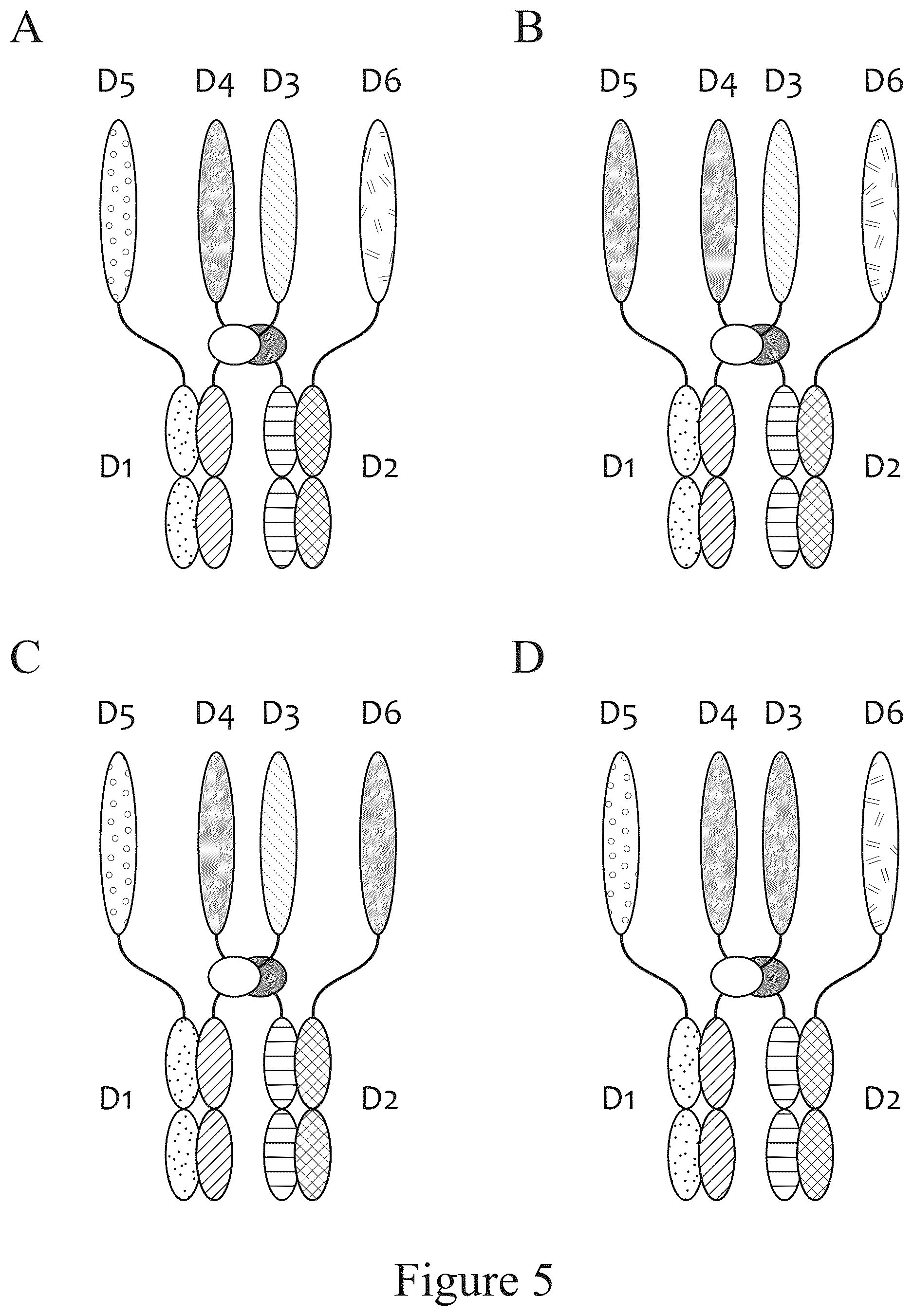 Patent US12612611 Figure 5 – Tetrahedral antibodies