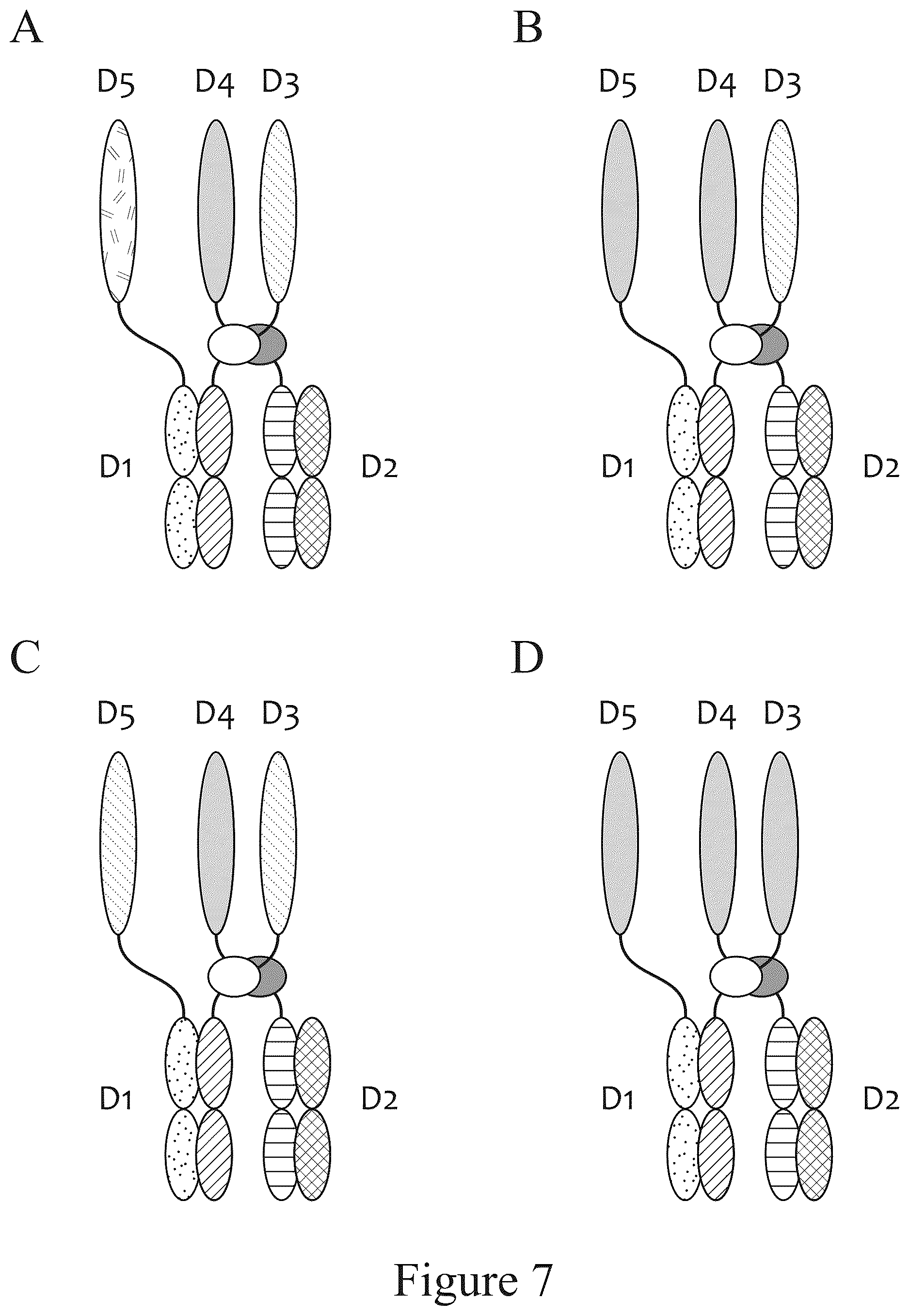Patent US12612611 Figure 7 – Tetrahedral antibodies
