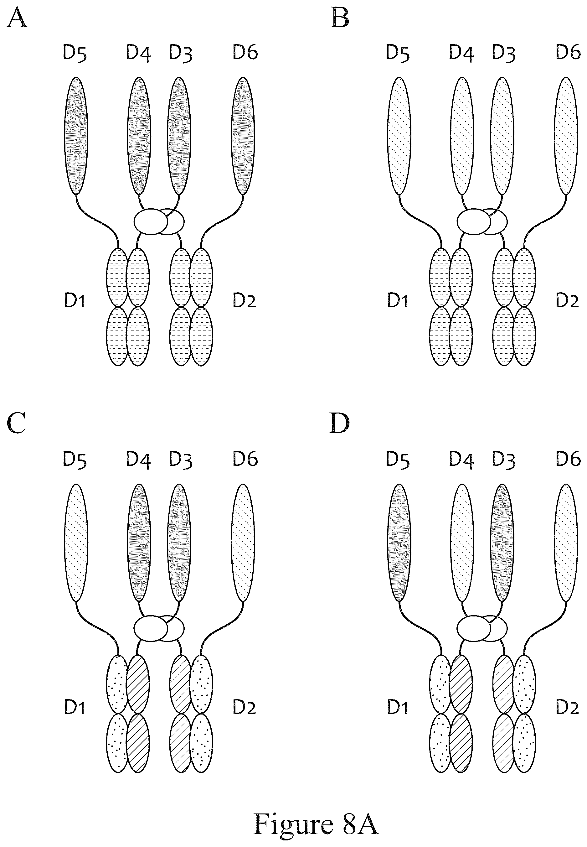 Patent US12612611 Figure 8 – Tetrahedral antibodies