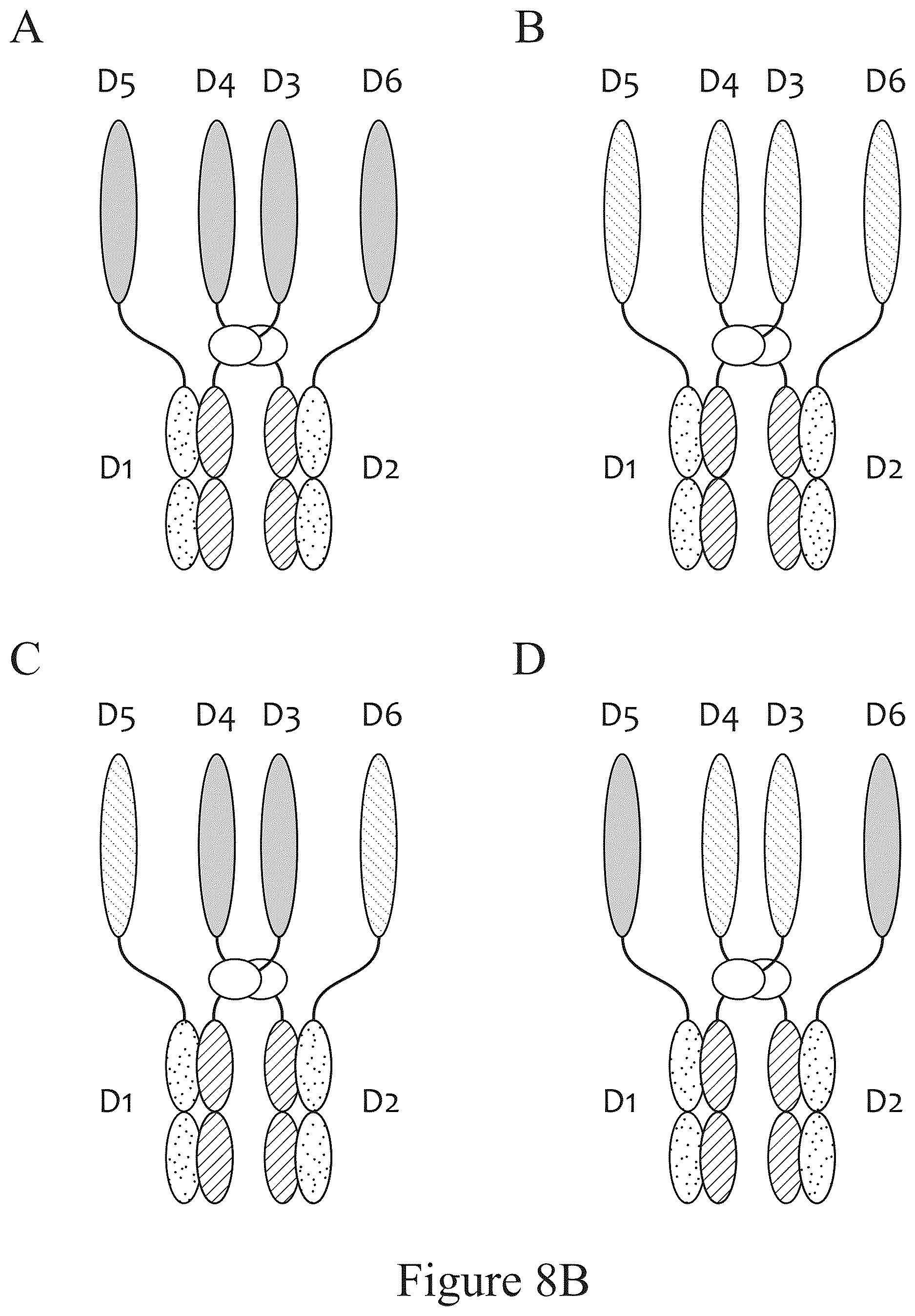 Patent US12612611 Figure 9 – Tetrahedral antibodies