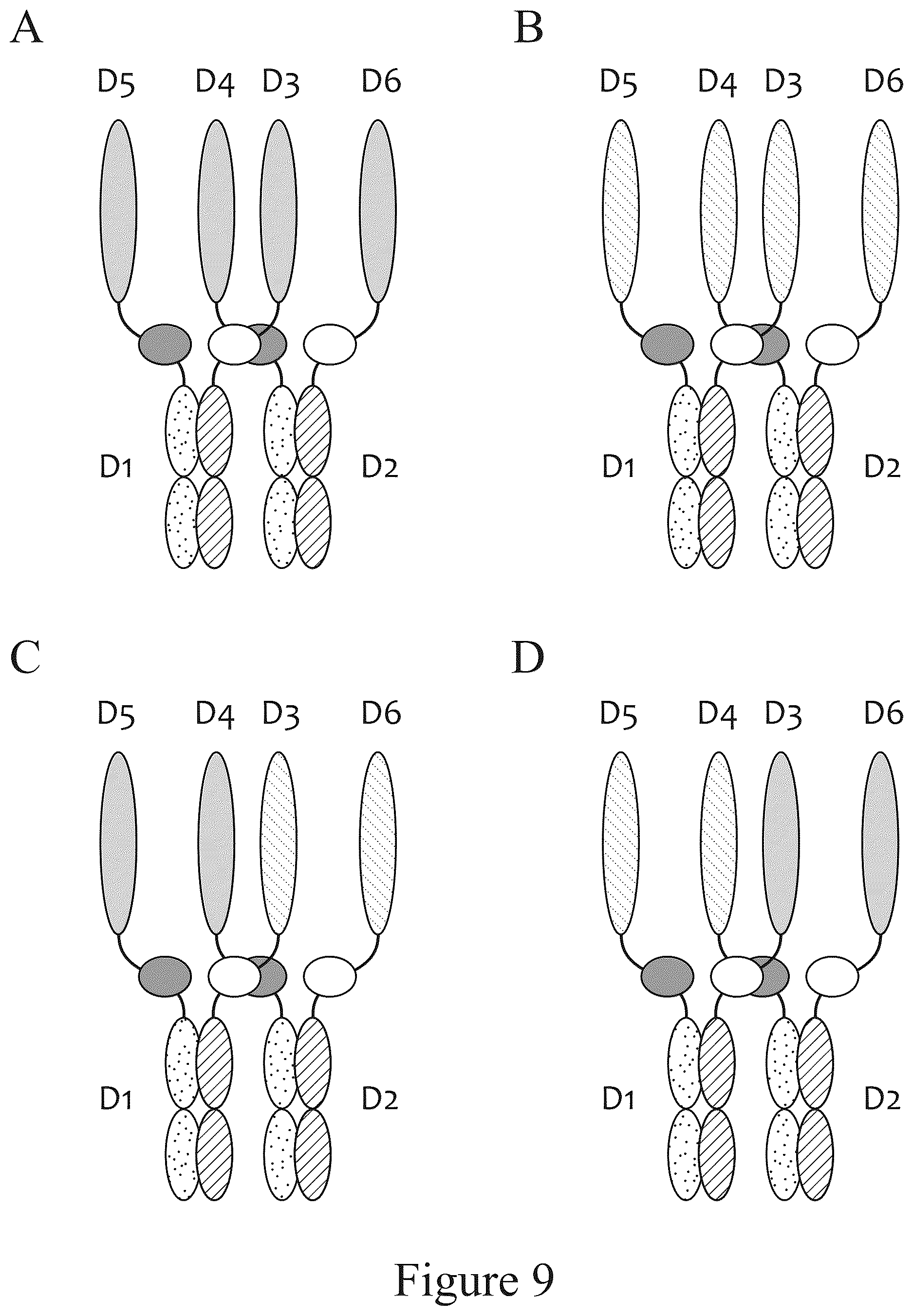 Patent US12612611 Figure 10 – Tetrahedral antibodies