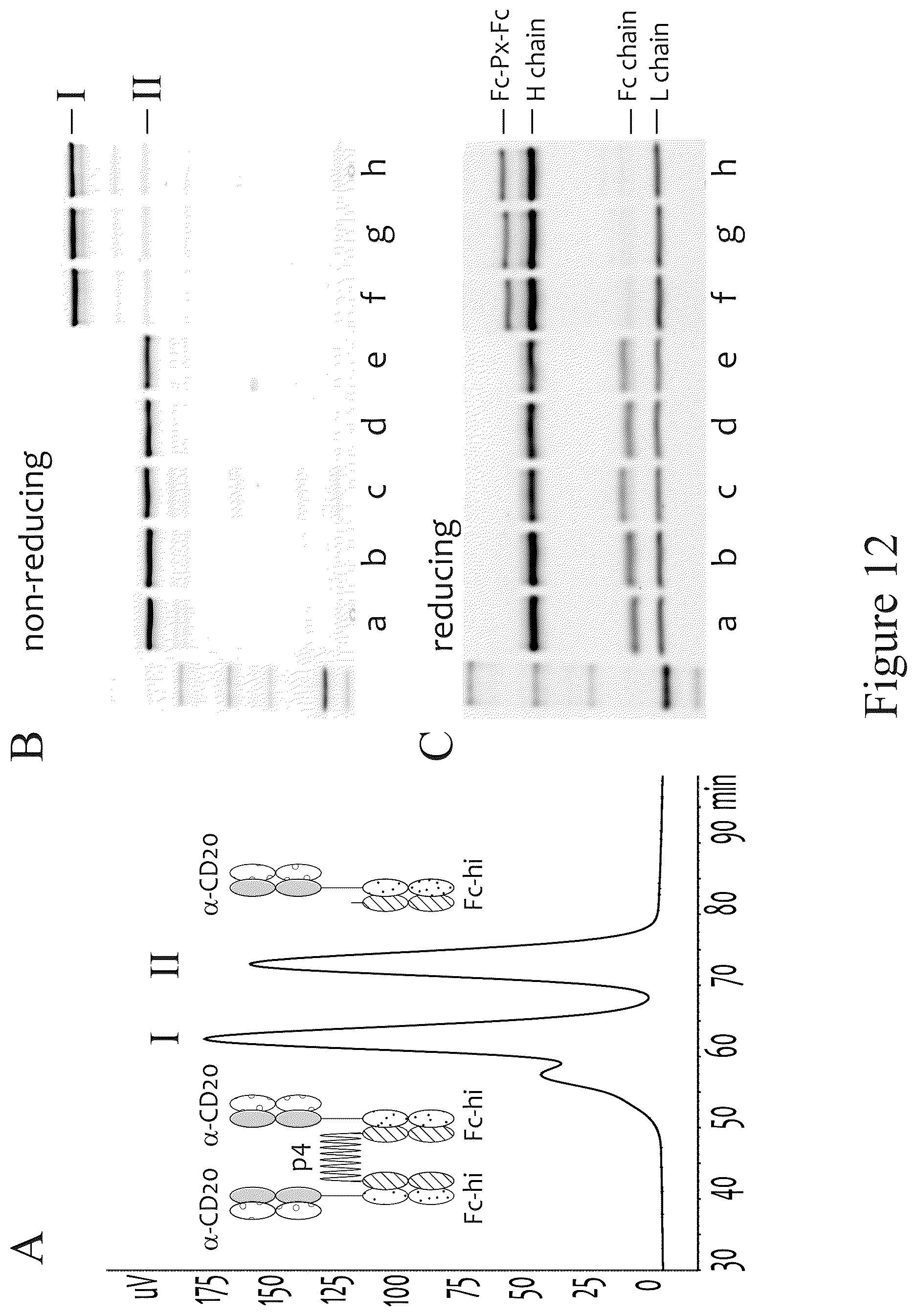 Patent US12612611 Figure 14 – Tetrahedral antibodies