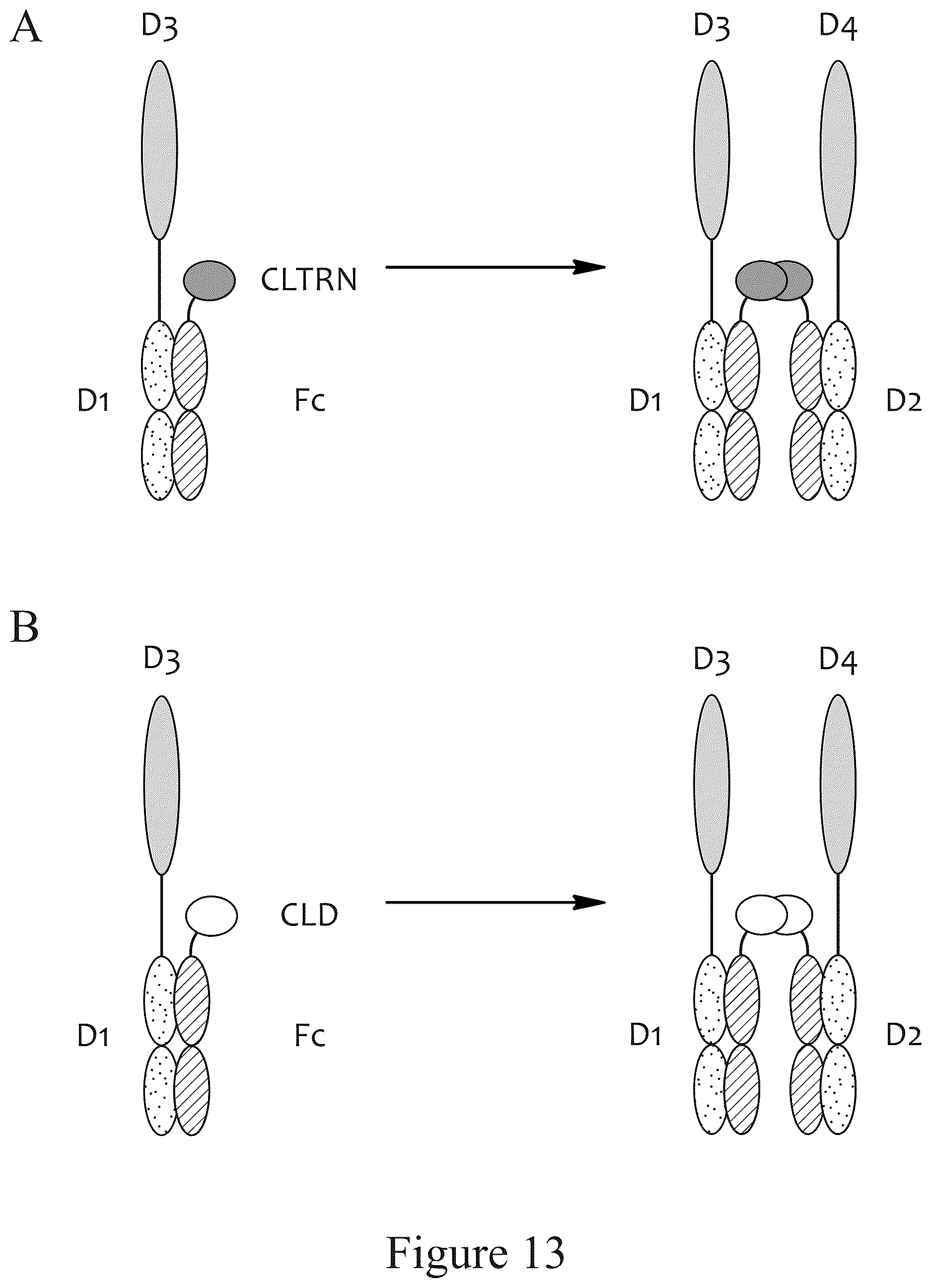 Patent US12612611 Figure 15 – Tetrahedral antibodies