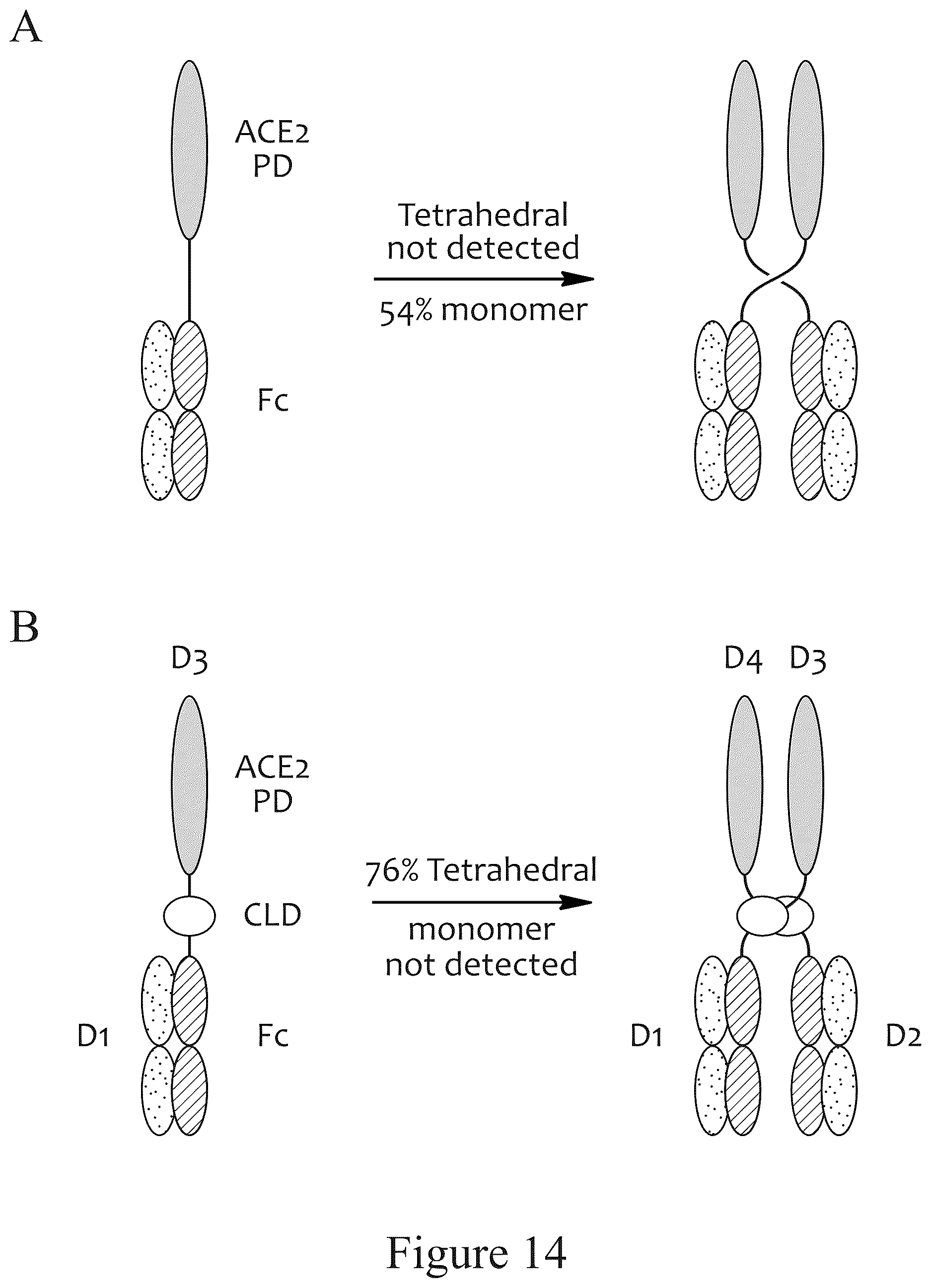 Patent US12612611 Figure 16 – Tetrahedral antibodies