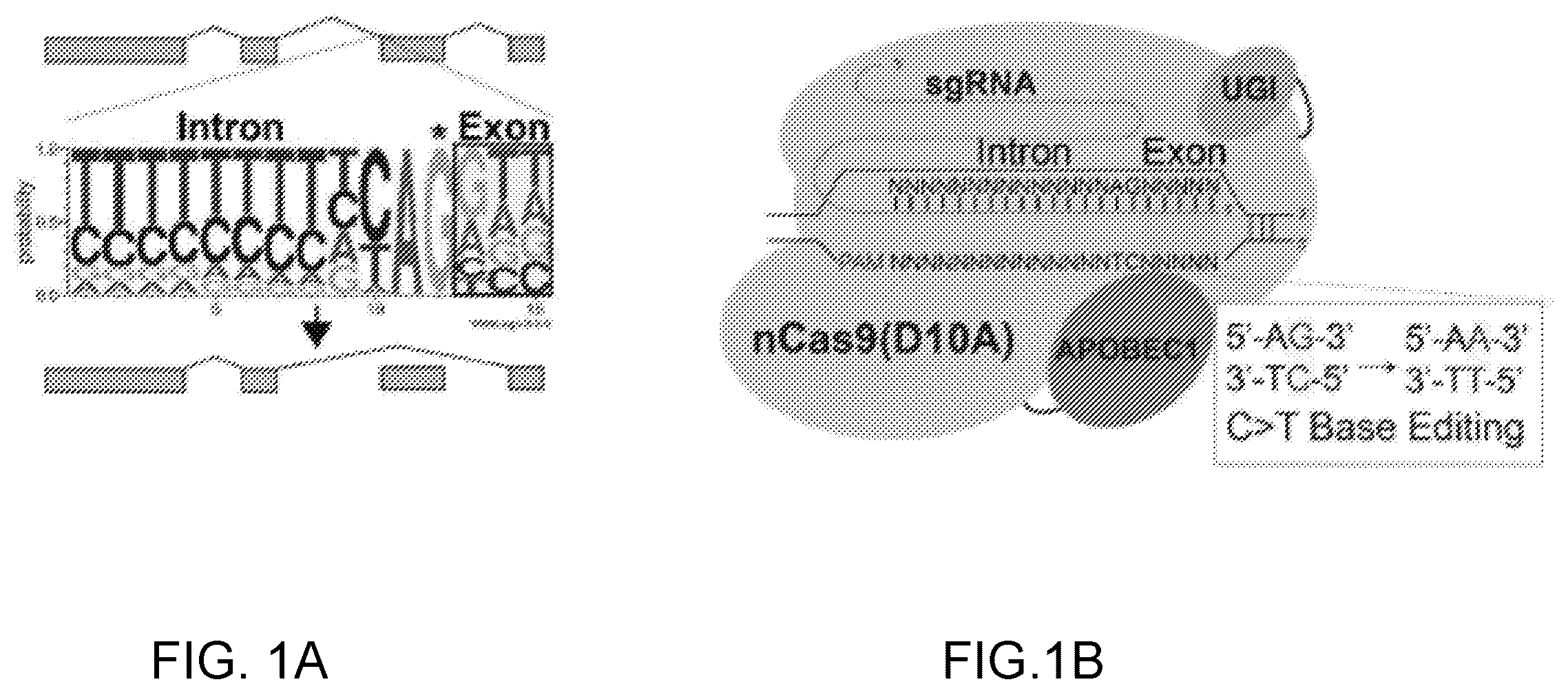 Patent US12612612 Figure 1 – Methods for exon skipping and gene knockout using base editors