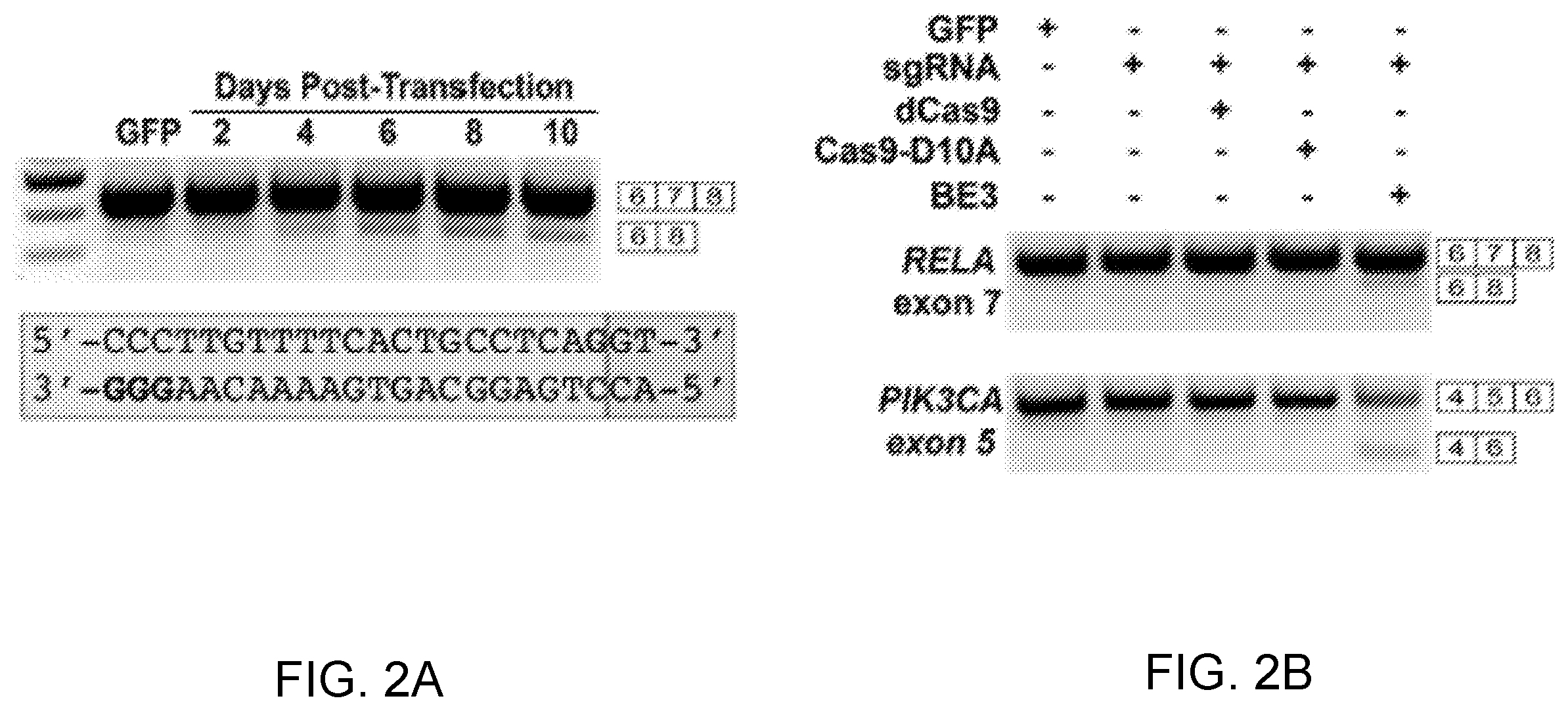 Patent US12612612 Figure 2 – Methods for exon skipping and gene knockout using base editors