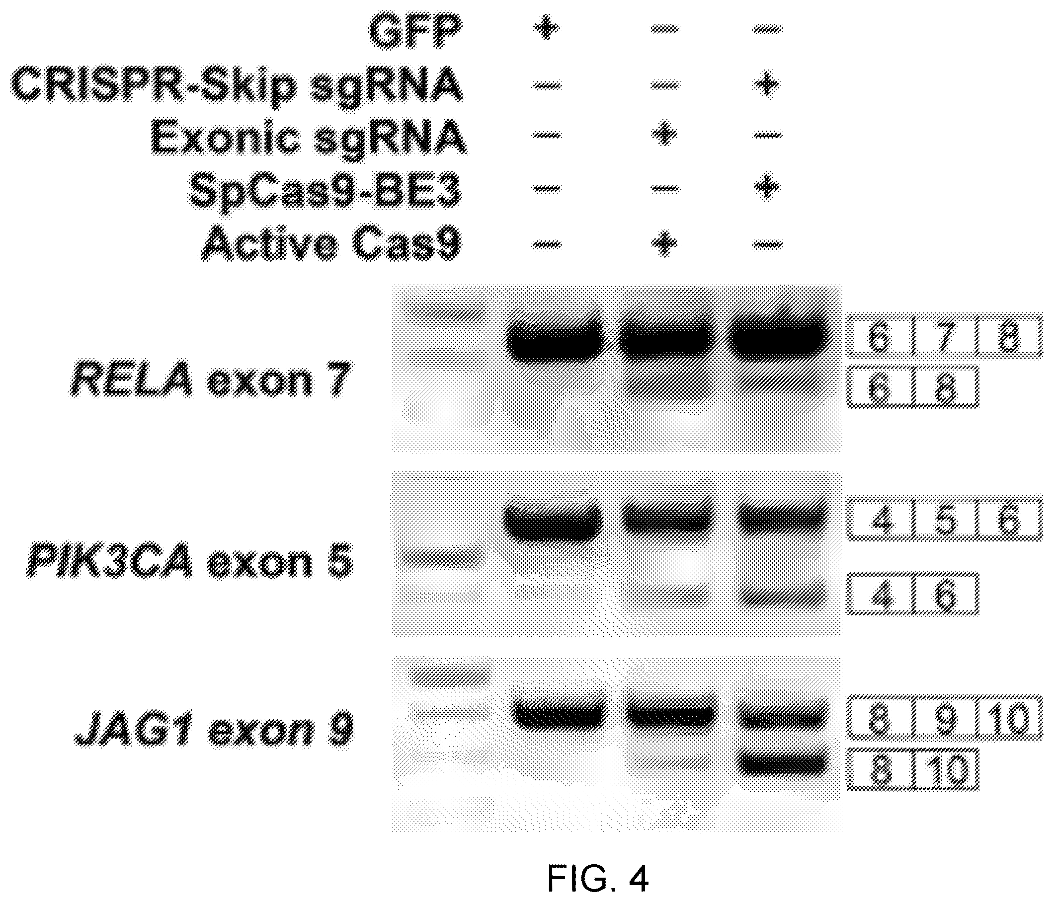 Patent US12612612 Figure 6 – Methods for exon skipping and gene knockout using base editors