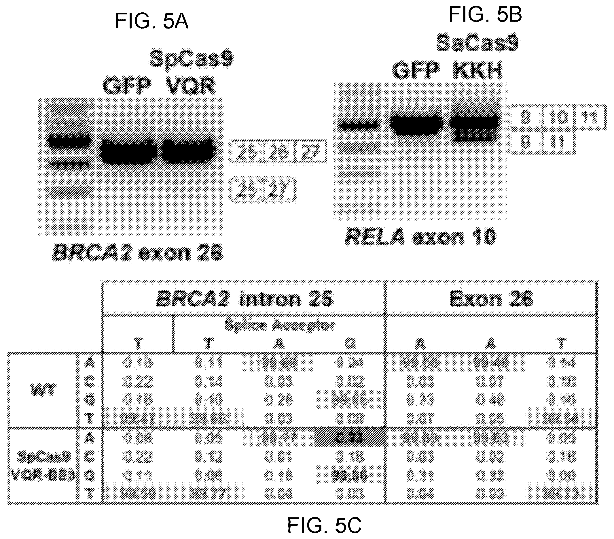 Patent US12612612 Figure 7 – Methods for exon skipping and gene knockout using base editors