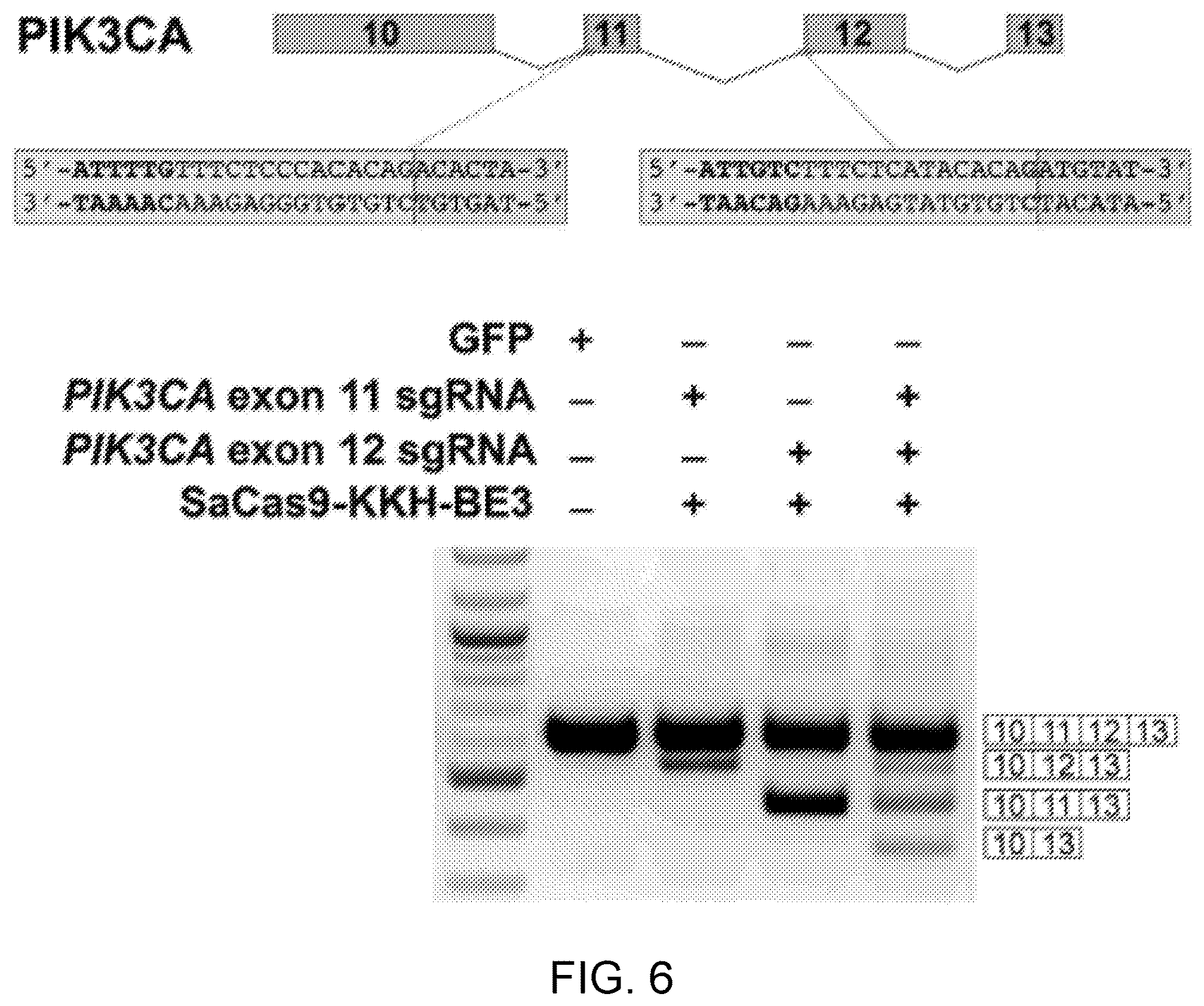 Patent US12612612 Figure 9 – Methods for exon skipping and gene knockout using base editors
