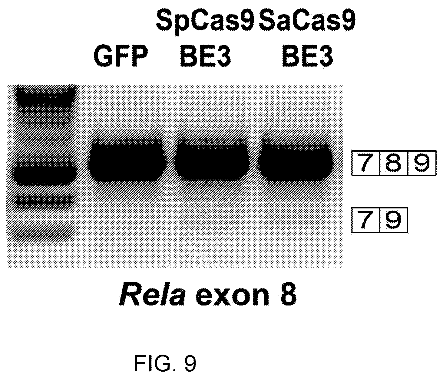Patent US12612612 Figure 12 – Methods for exon skipping and gene knockout using base editors