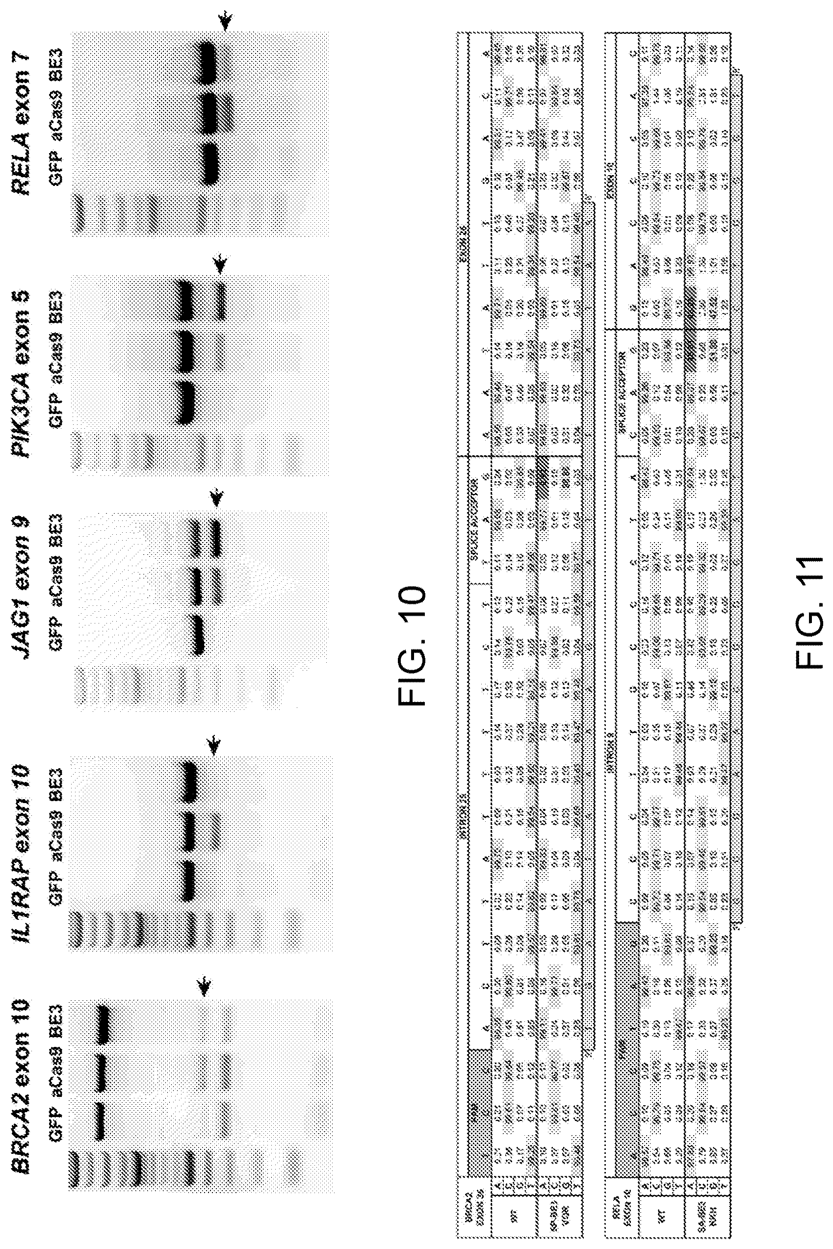 Patent US12612612 Figure 13 – Methods for exon skipping and gene knockout using base editors