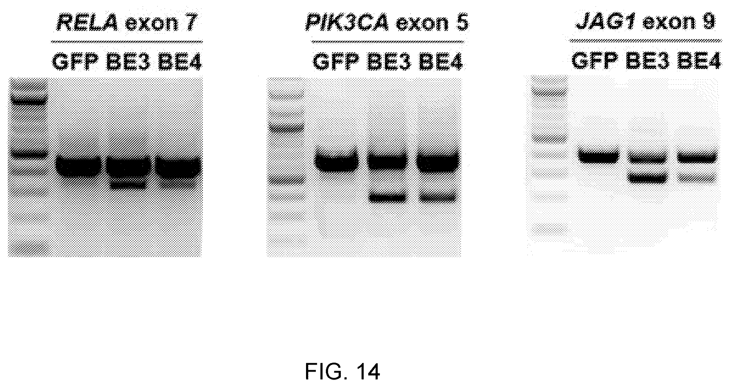 Patent US12612612 Figure 16 – Methods for exon skipping and gene knockout using base editors