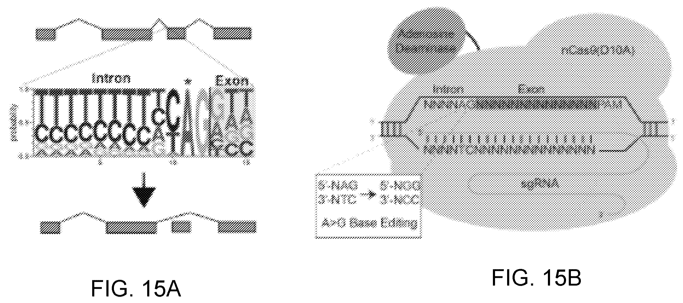 Patent US12612612 Figure 17 – Methods for exon skipping and gene knockout using base editors
