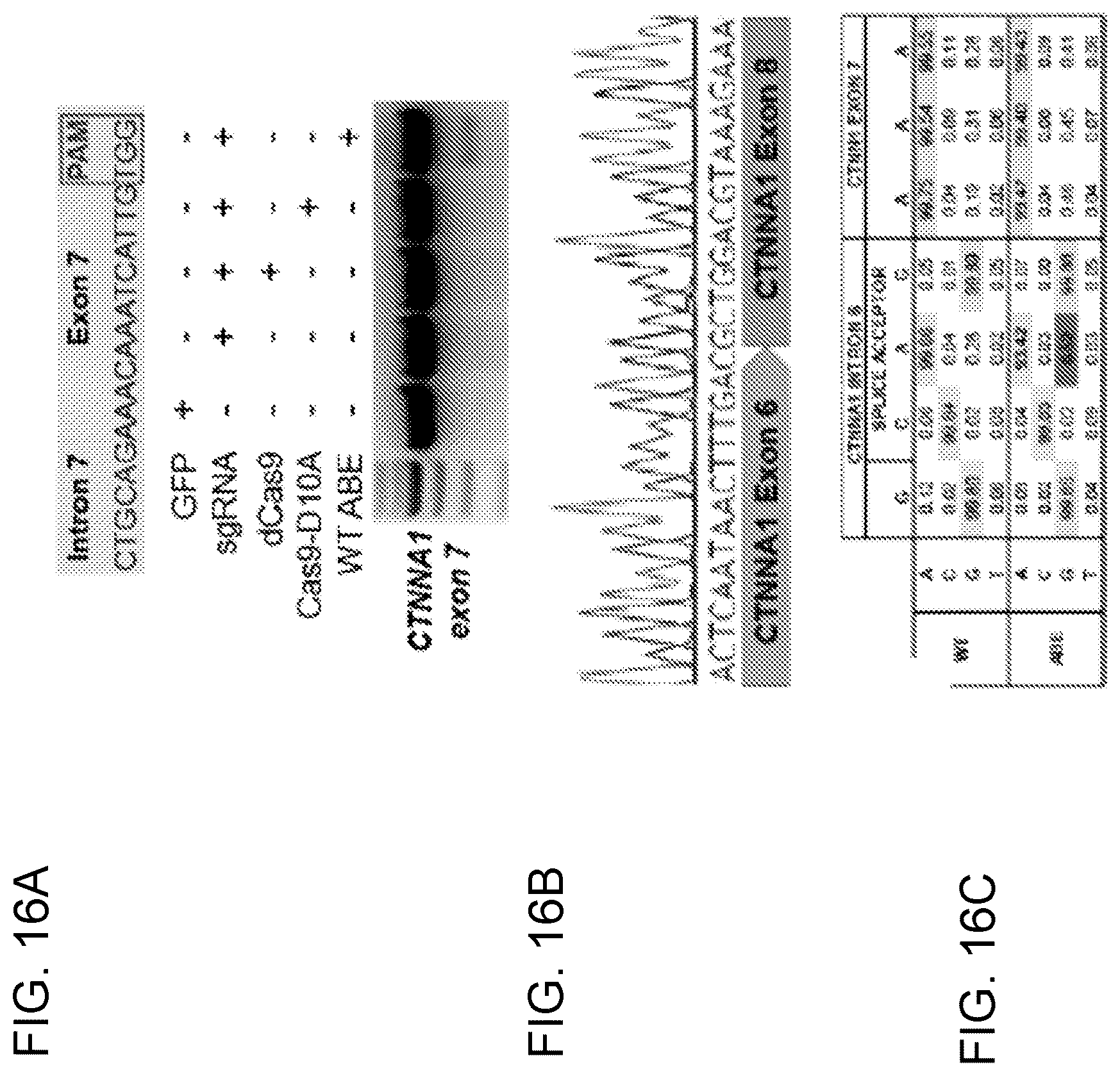 Patent US12612612 Figure 18 – Methods for exon skipping and gene knockout using base editors