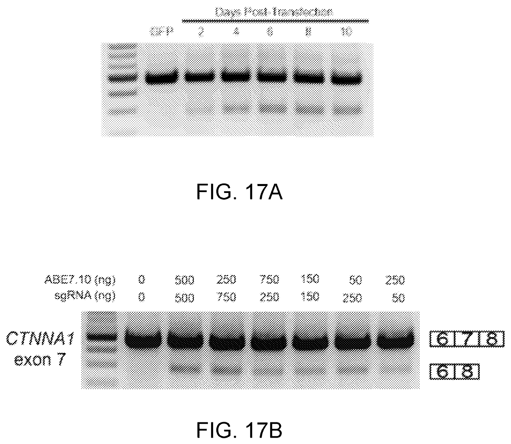 Patent US12612612 Figure 19 – Methods for exon skipping and gene knockout using base editors