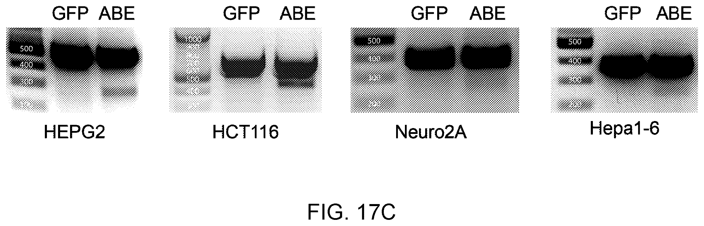 Patent US12612612 Figure 20 – Methods for exon skipping and gene knockout using base editors