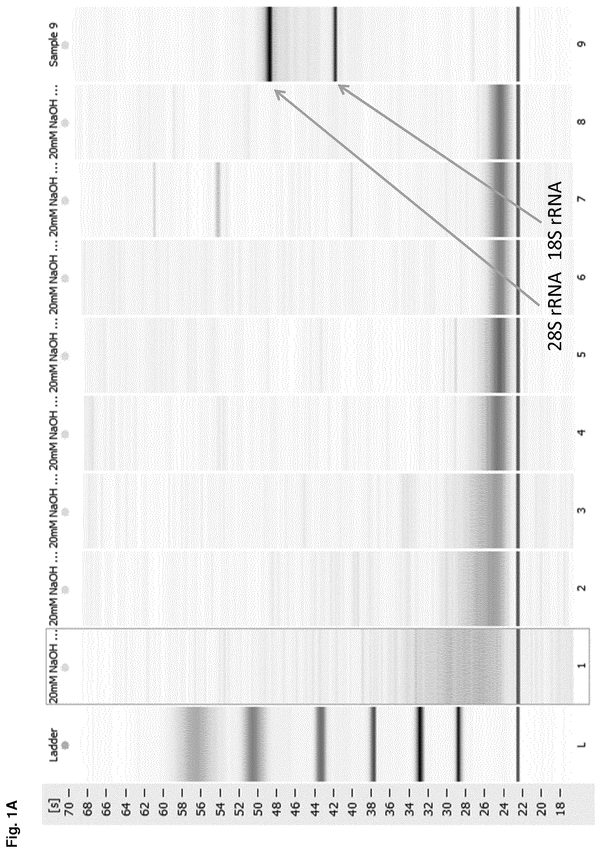 Patent US12612614 Figure 1 – Stabilization of RNA