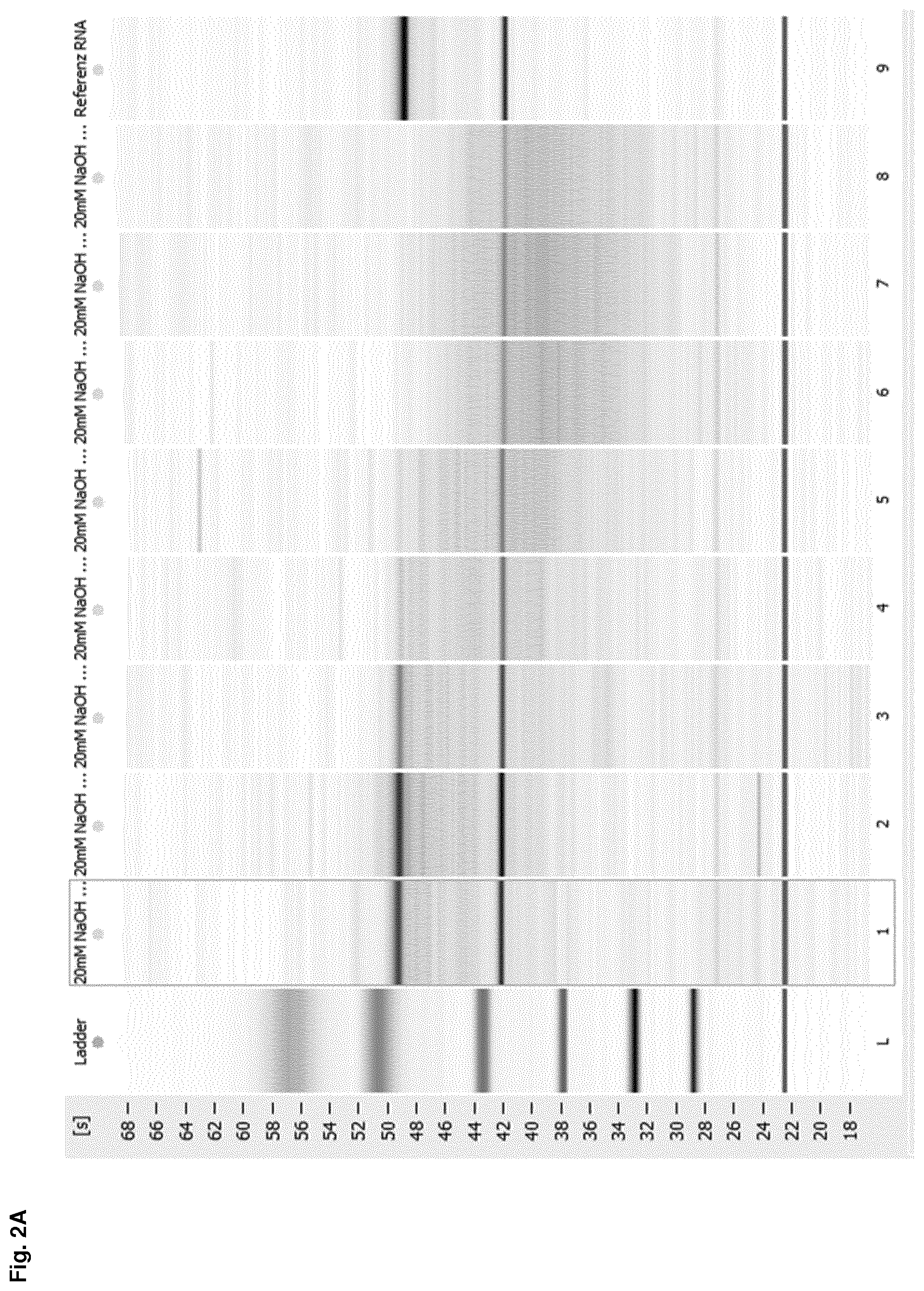 Patent US12612614 Figure 3 – Stabilization of RNA