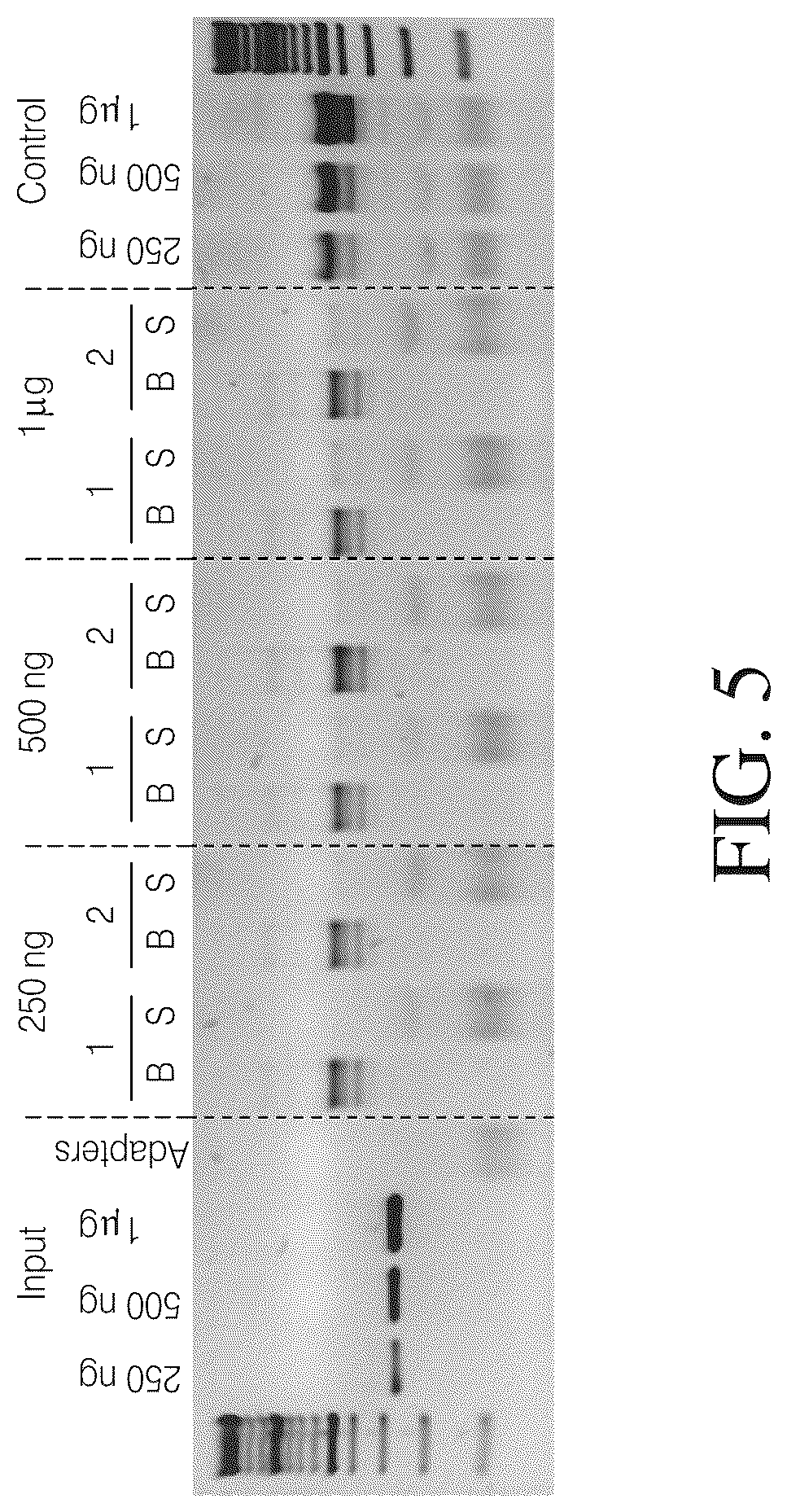 Patent US12612615 Figure 5 – Isolated nucleic acid binding domains