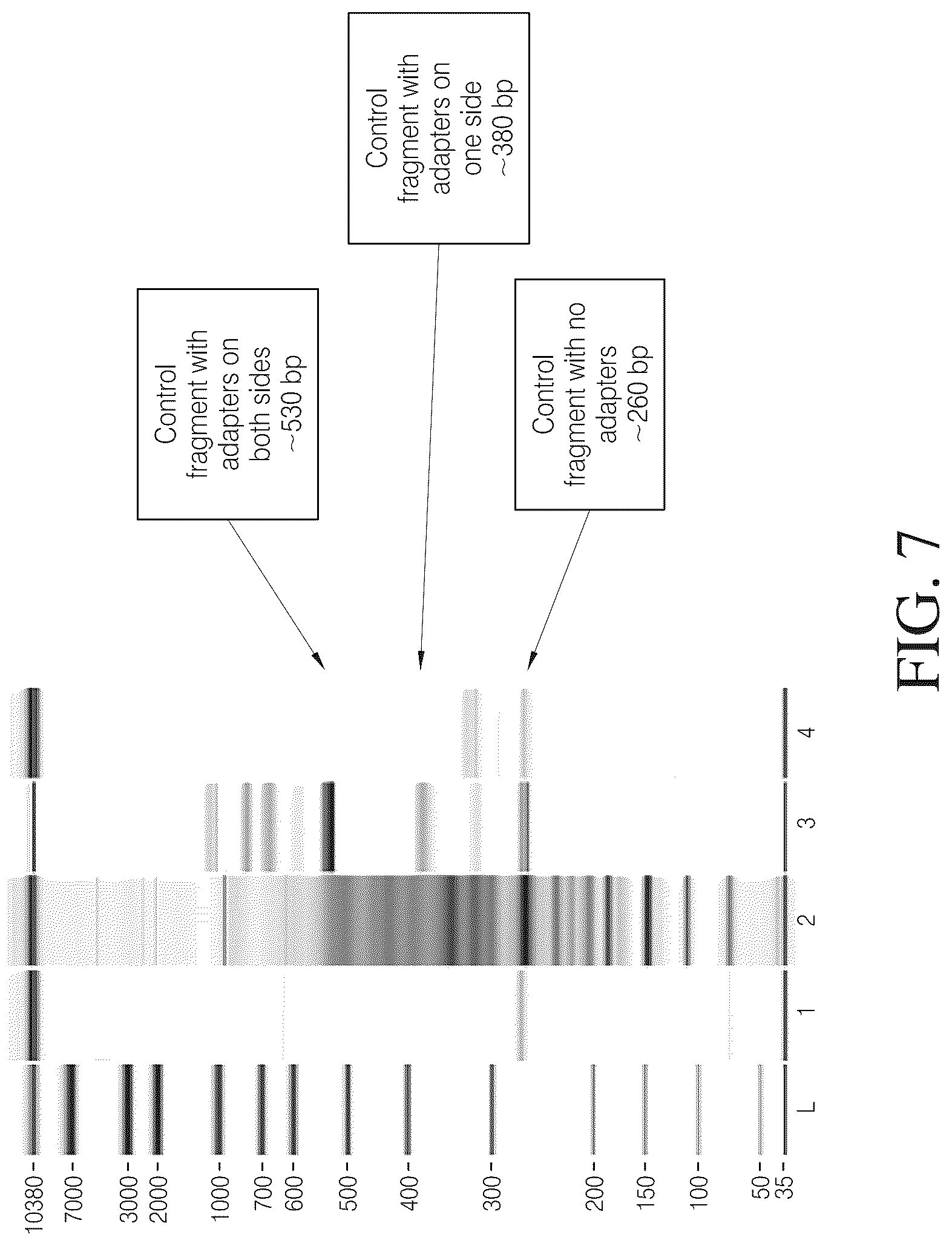 Patent US12612615 Figure 7 – Isolated nucleic acid binding domains