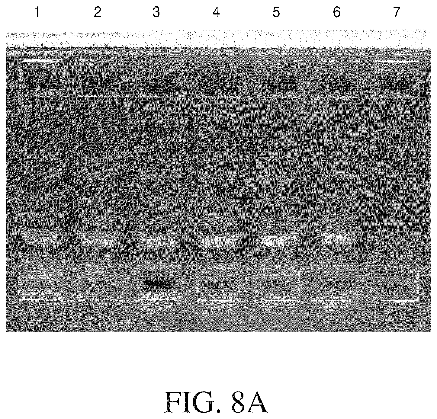 Patent US12612615 Figure 8 – Isolated nucleic acid binding domains