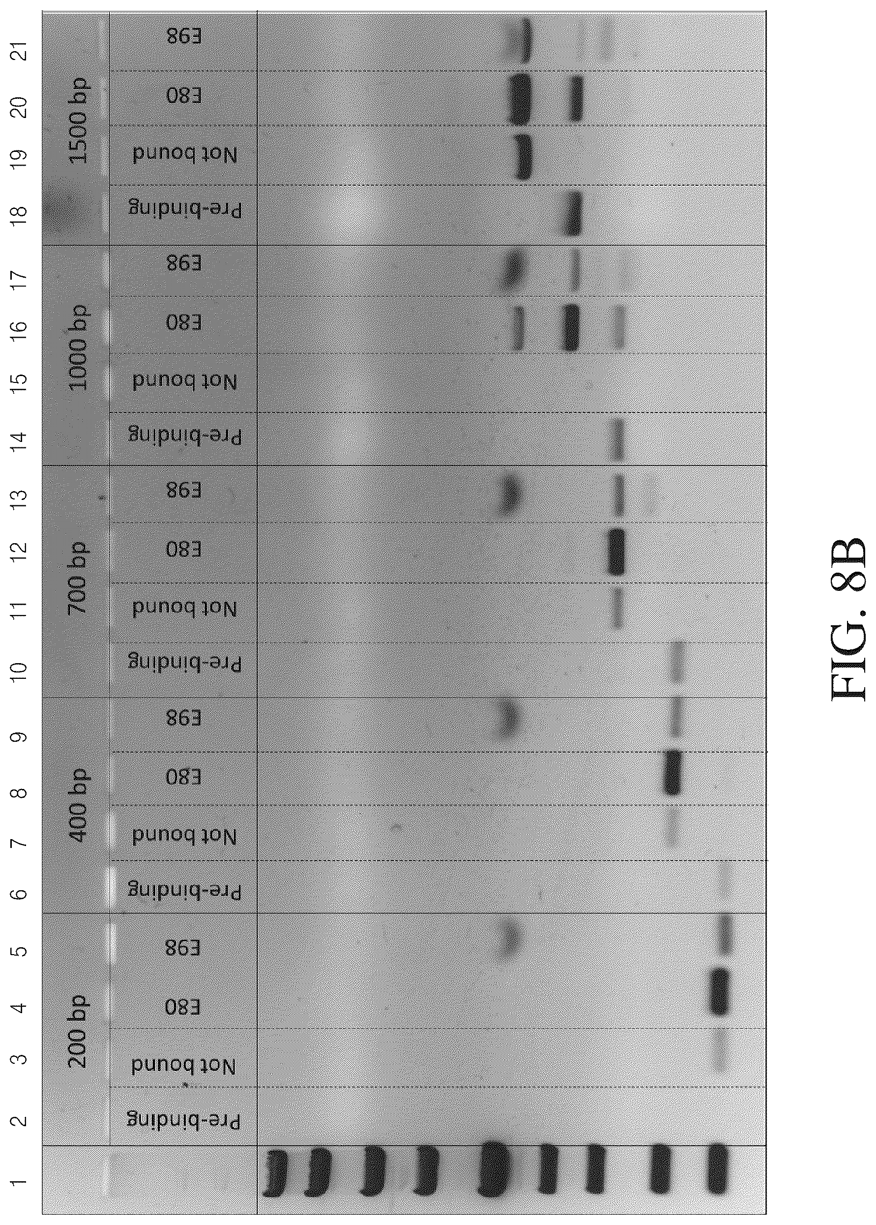 Patent US12612615 Figure 9 – Isolated nucleic acid binding domains