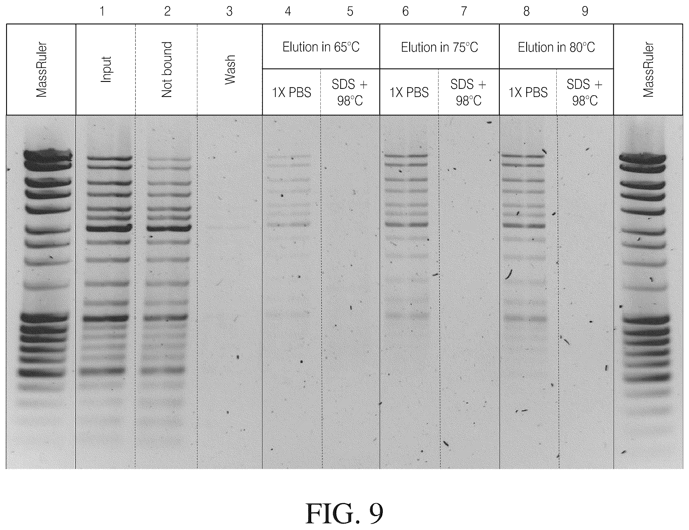 Patent US12612615 Figure 10 – Isolated nucleic acid binding domains