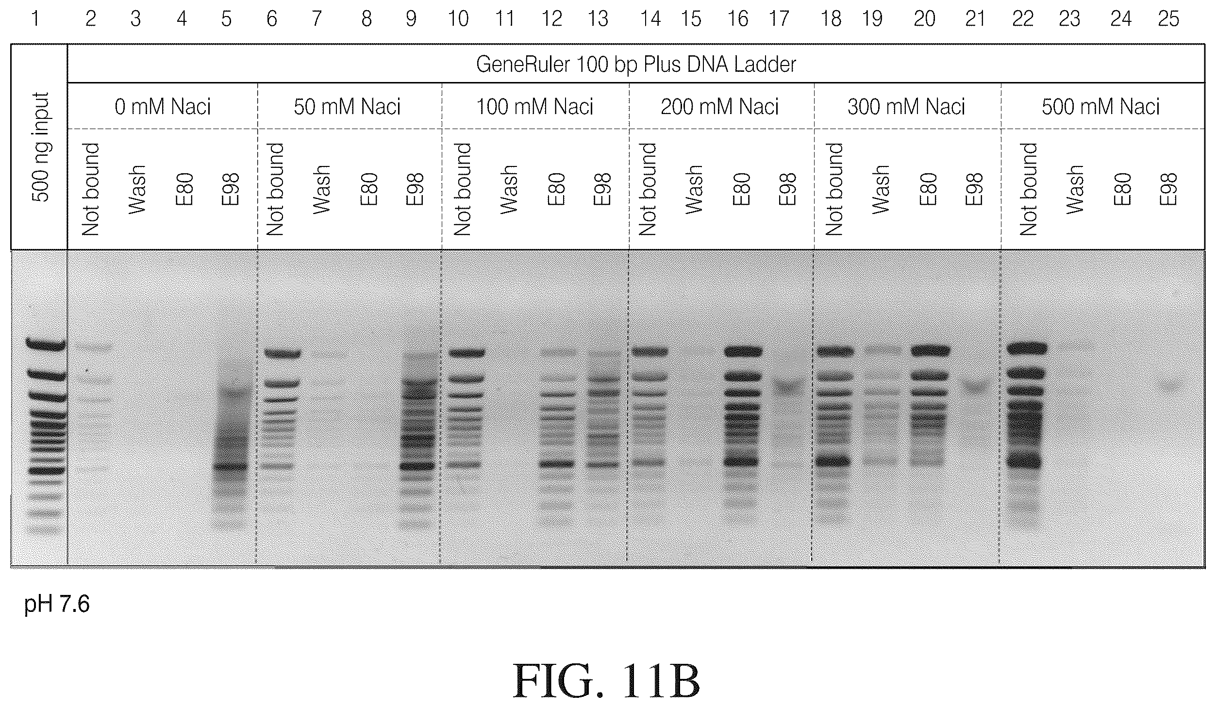 Patent US12612615 Figure 13 – Isolated nucleic acid binding domains