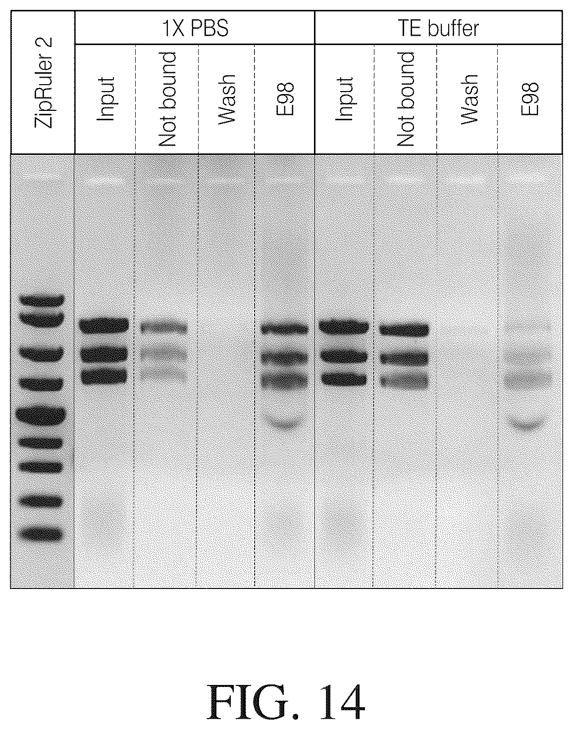 Patent US12612615 Figure 19 – Isolated nucleic acid binding domains