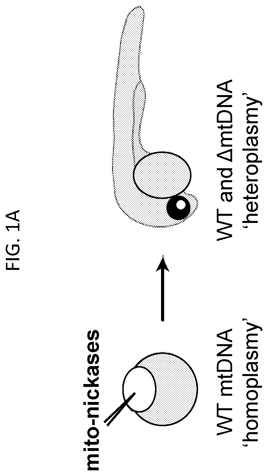 Patent US12612617 Figure 1 – Mitochondrial genome editing methods