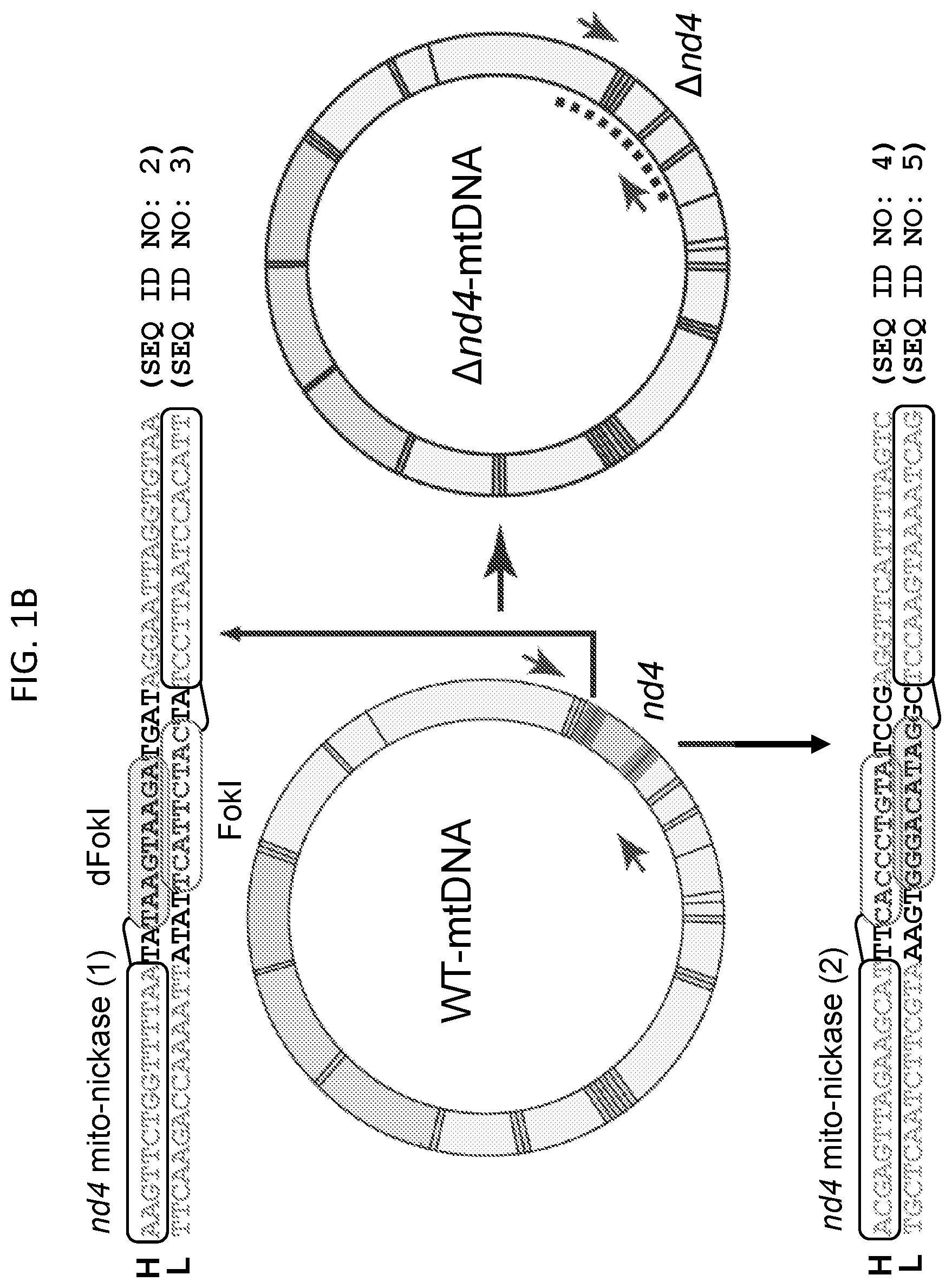 Patent US12612617 Figure 2 – Mitochondrial genome editing methods
