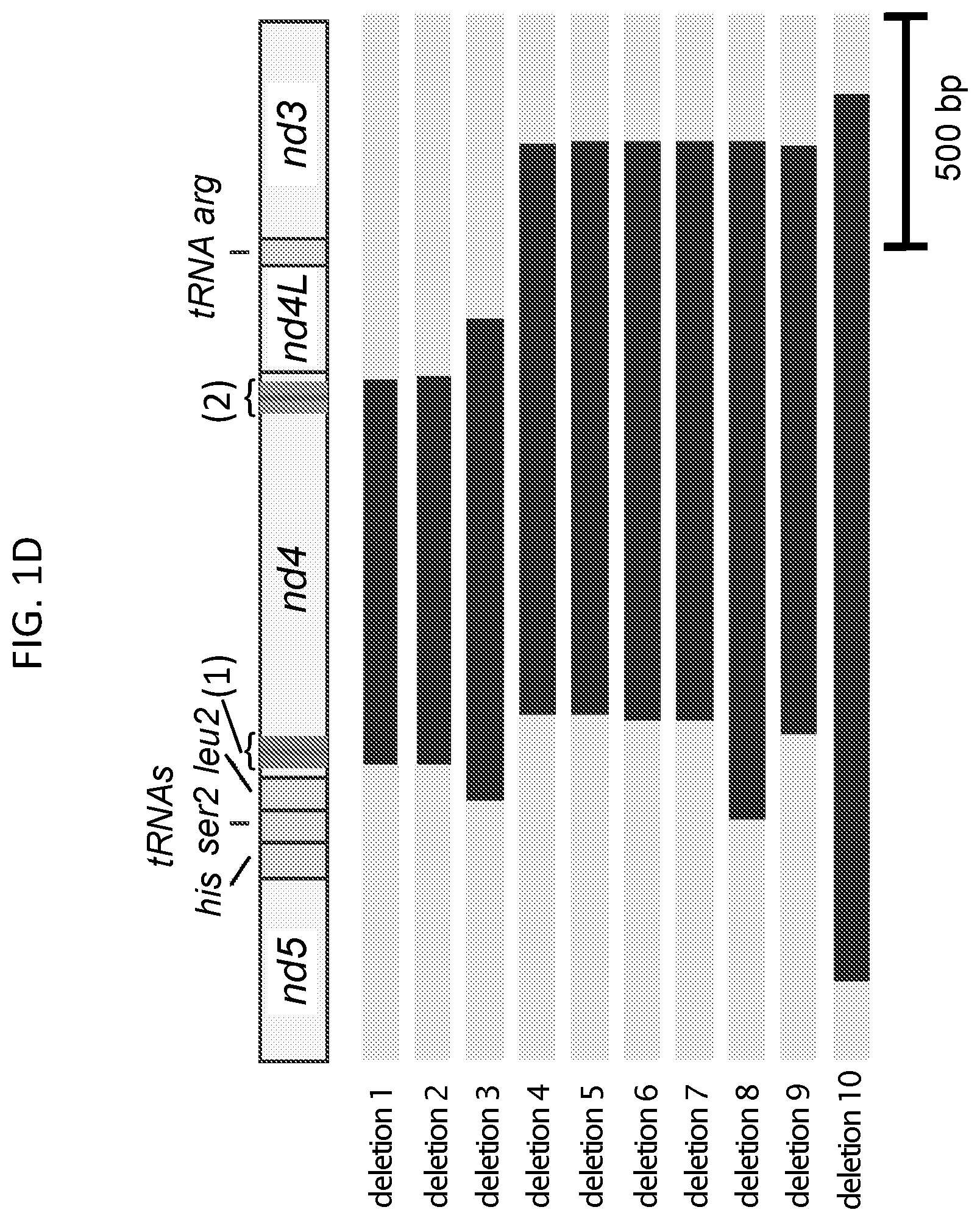 Patent US12612617 Figure 4 – Mitochondrial genome editing methods