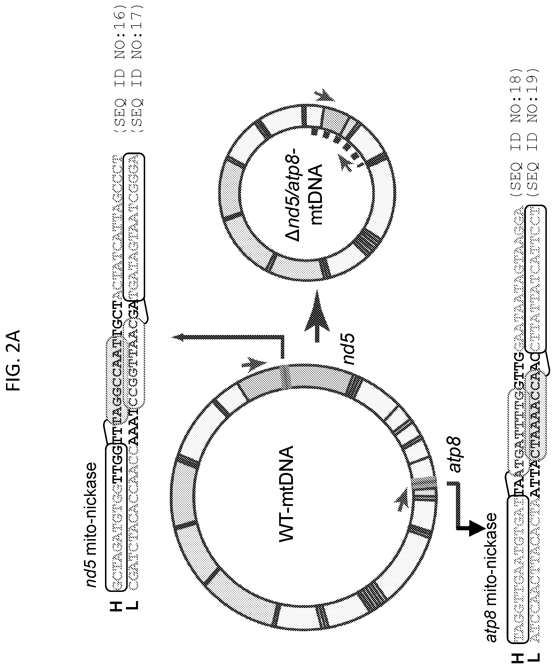 Patent US12612617 Figure 6 – Mitochondrial genome editing methods