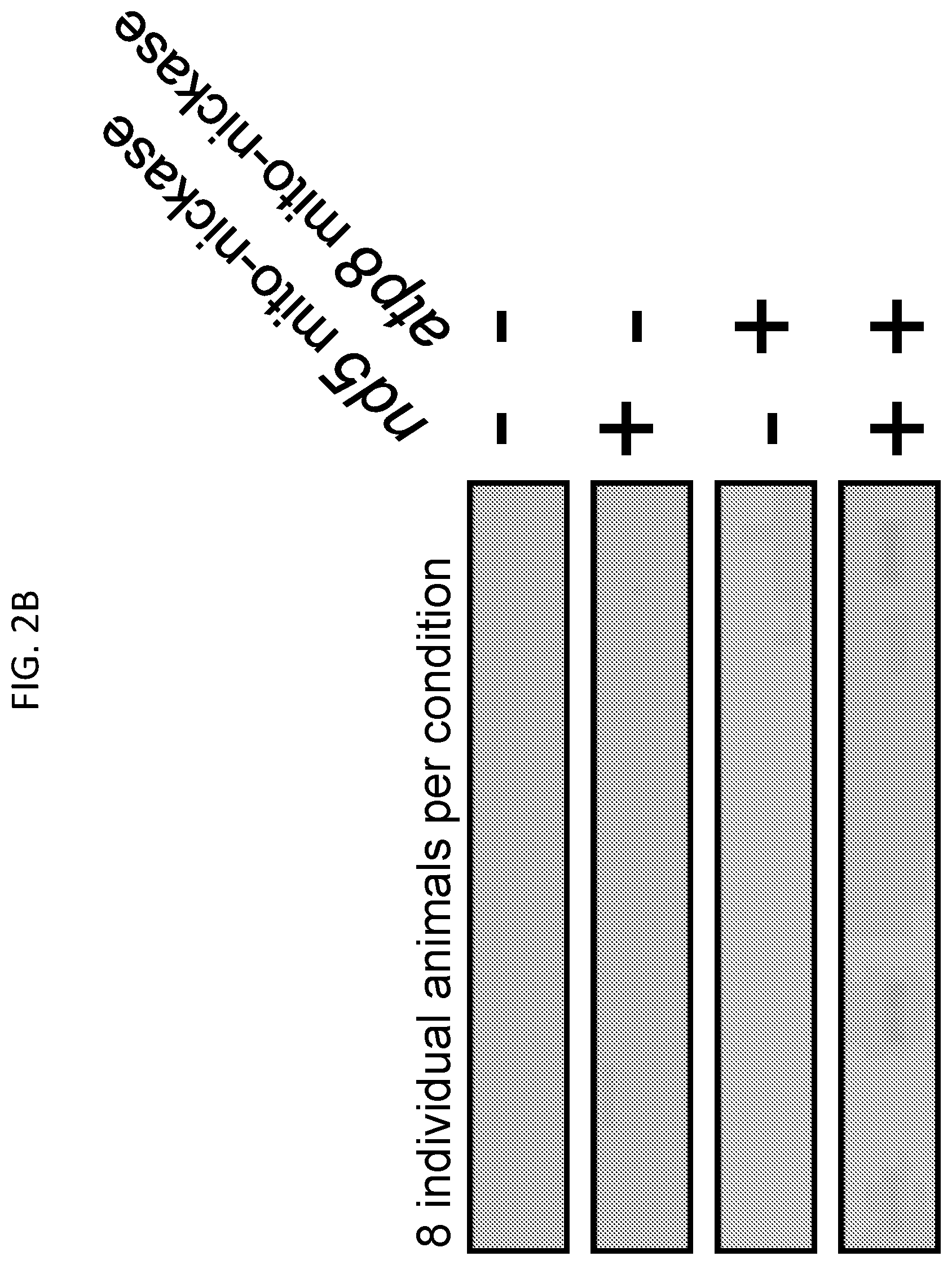 Patent US12612617 Figure 7 – Mitochondrial genome editing methods