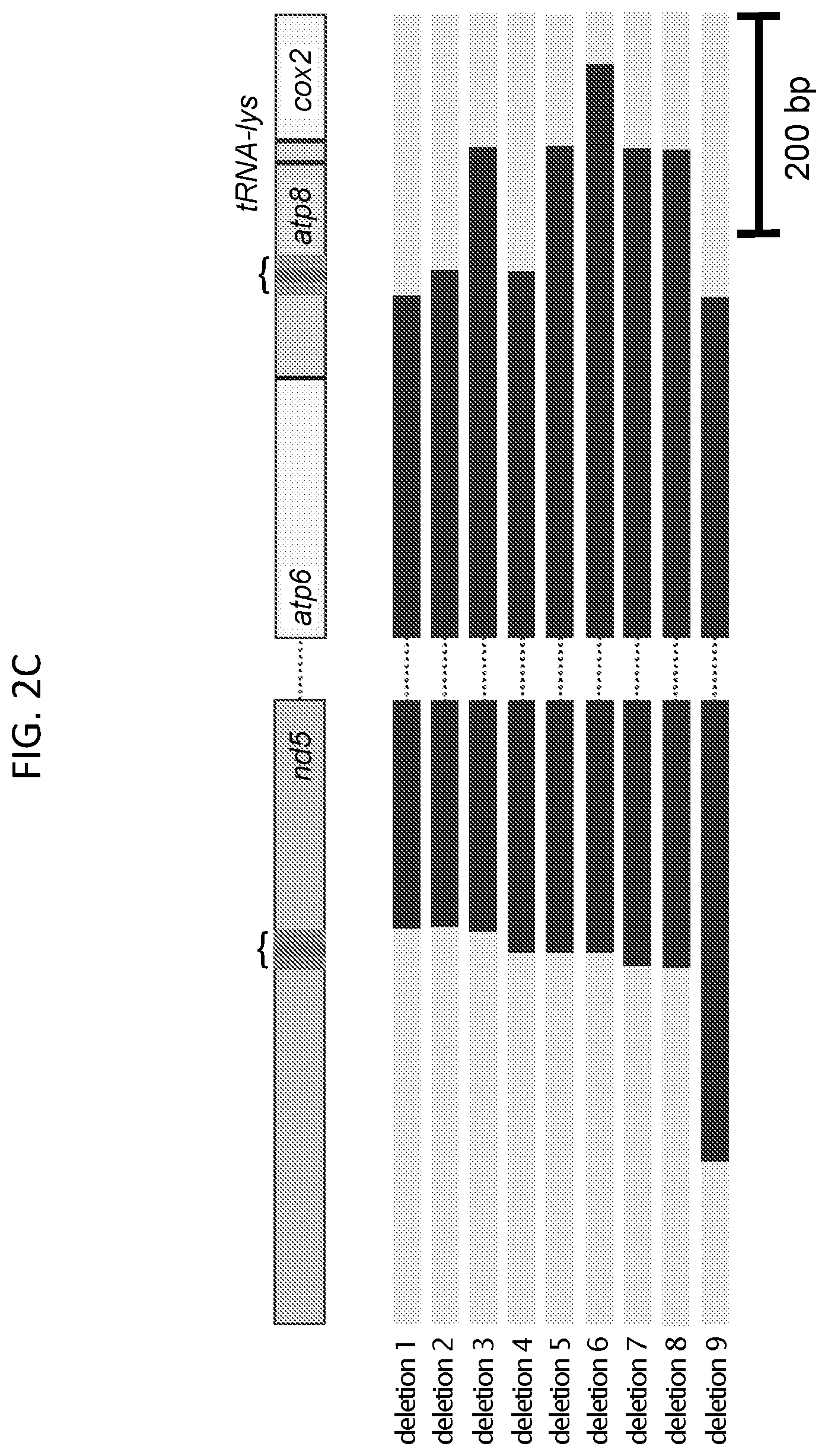 Patent US12612617 Figure 8 – Mitochondrial genome editing methods