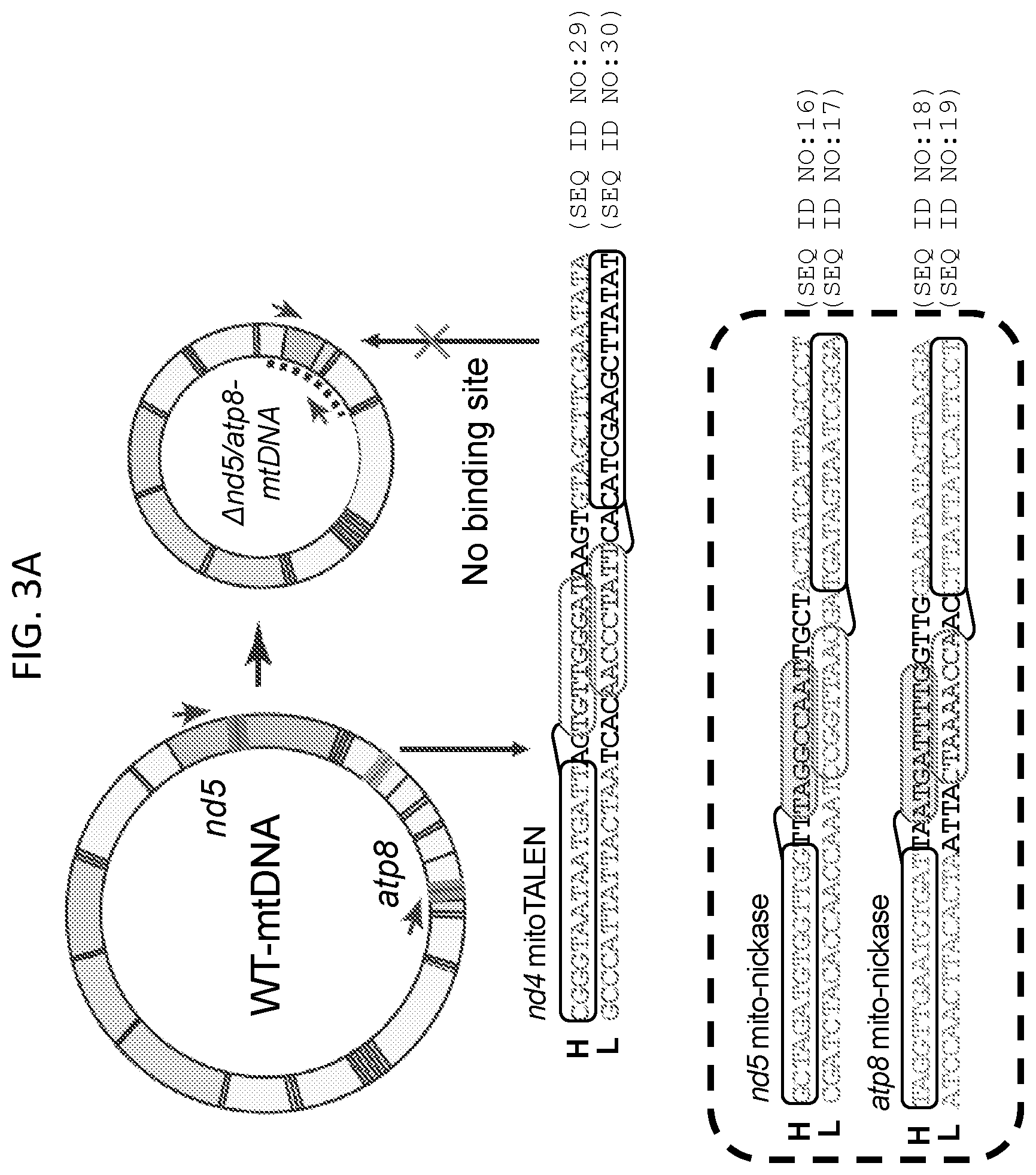Patent US12612617 Figure 10 – Mitochondrial genome editing methods