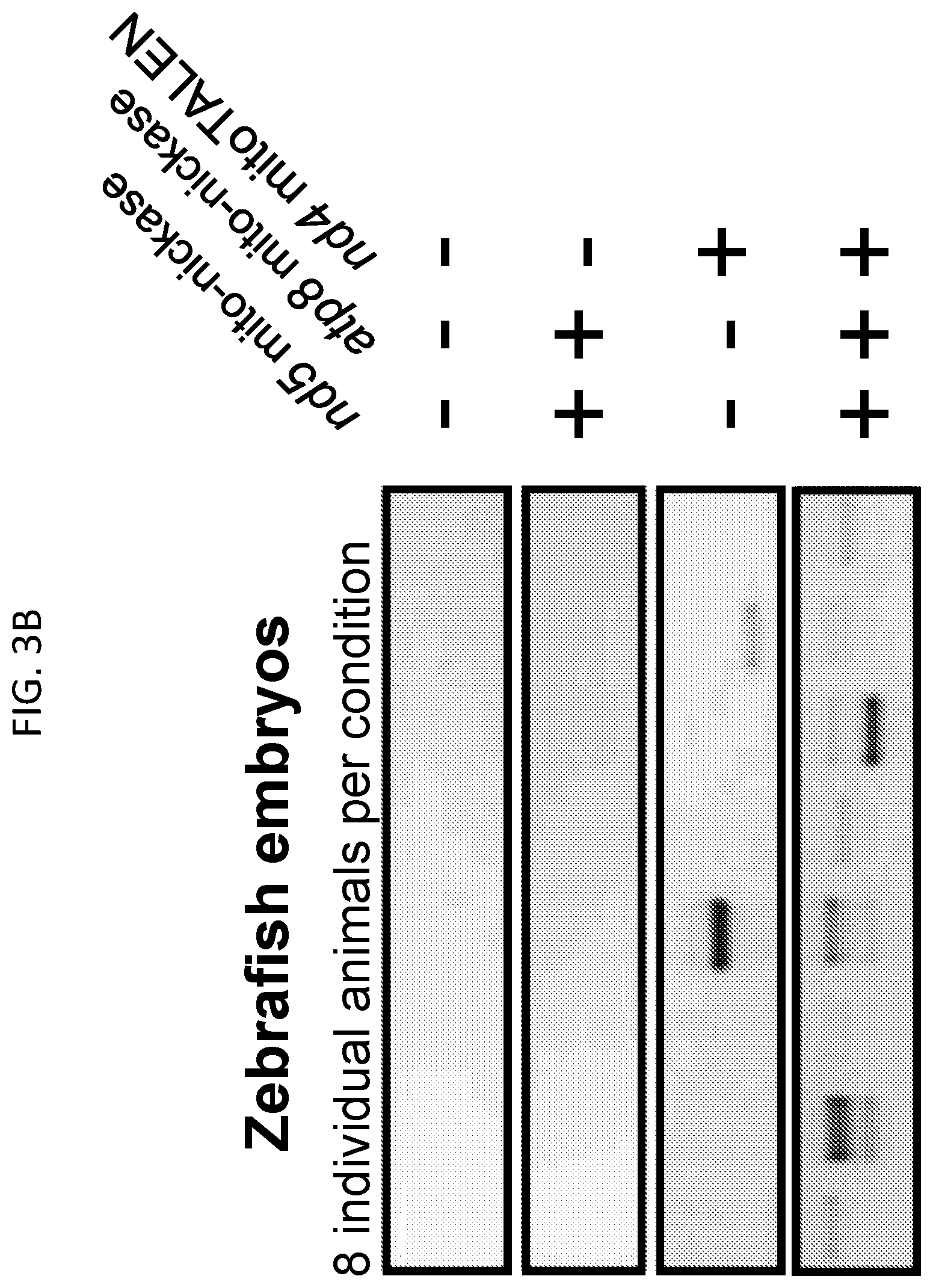 Patent US12612617 Figure 11 – Mitochondrial genome editing methods