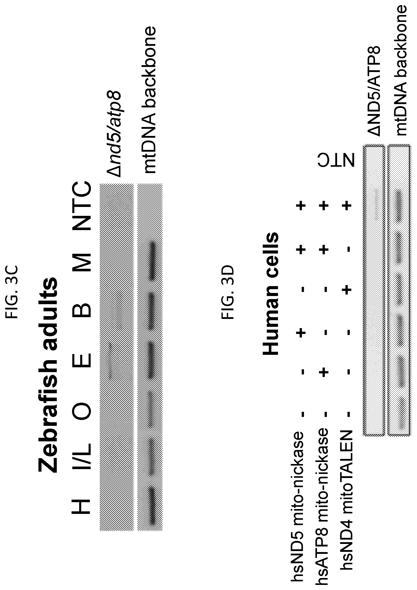 Patent US12612617 Figure 12 – Mitochondrial genome editing methods