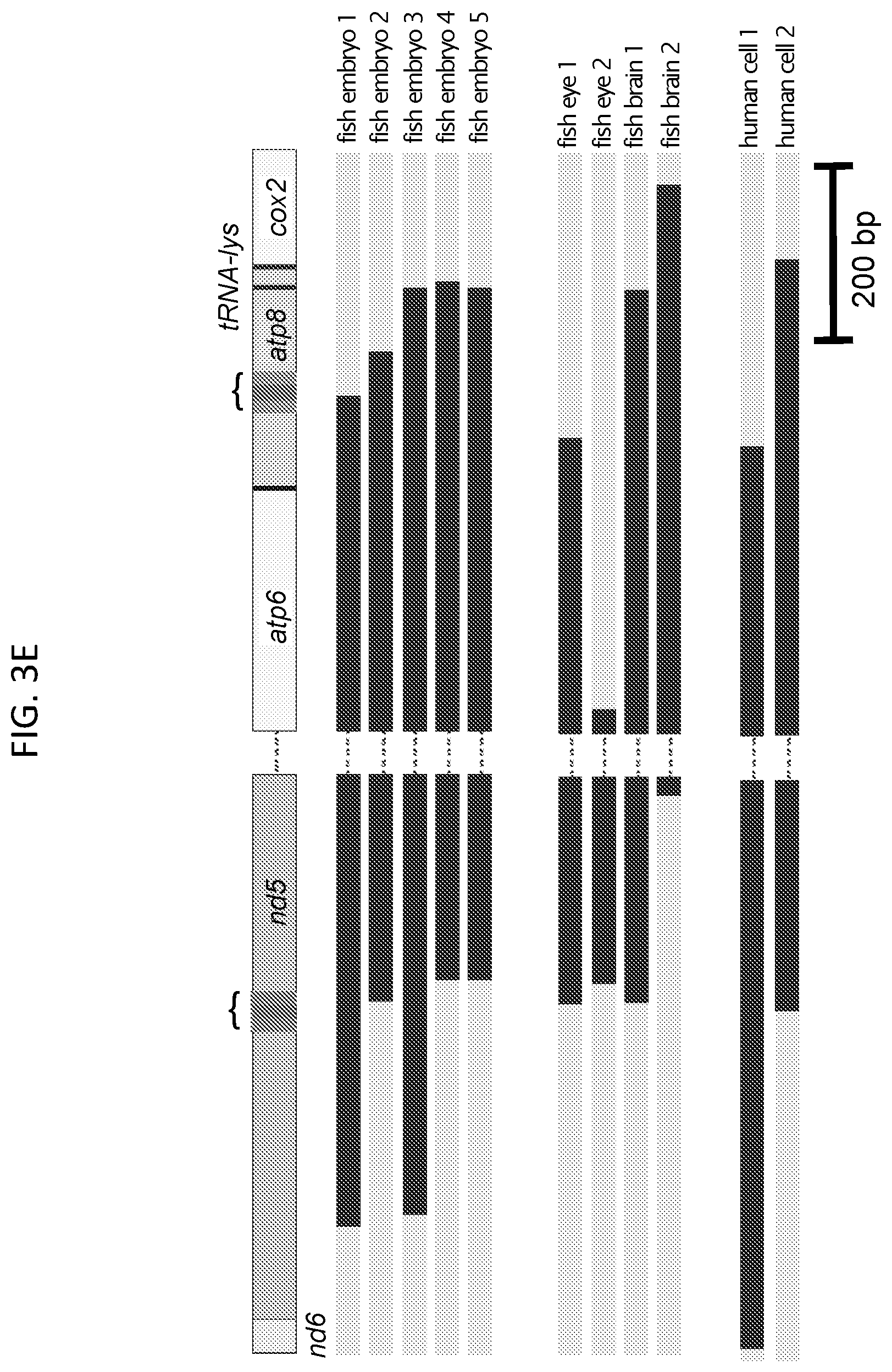 Patent US12612617 Figure 13 – Mitochondrial genome editing methods