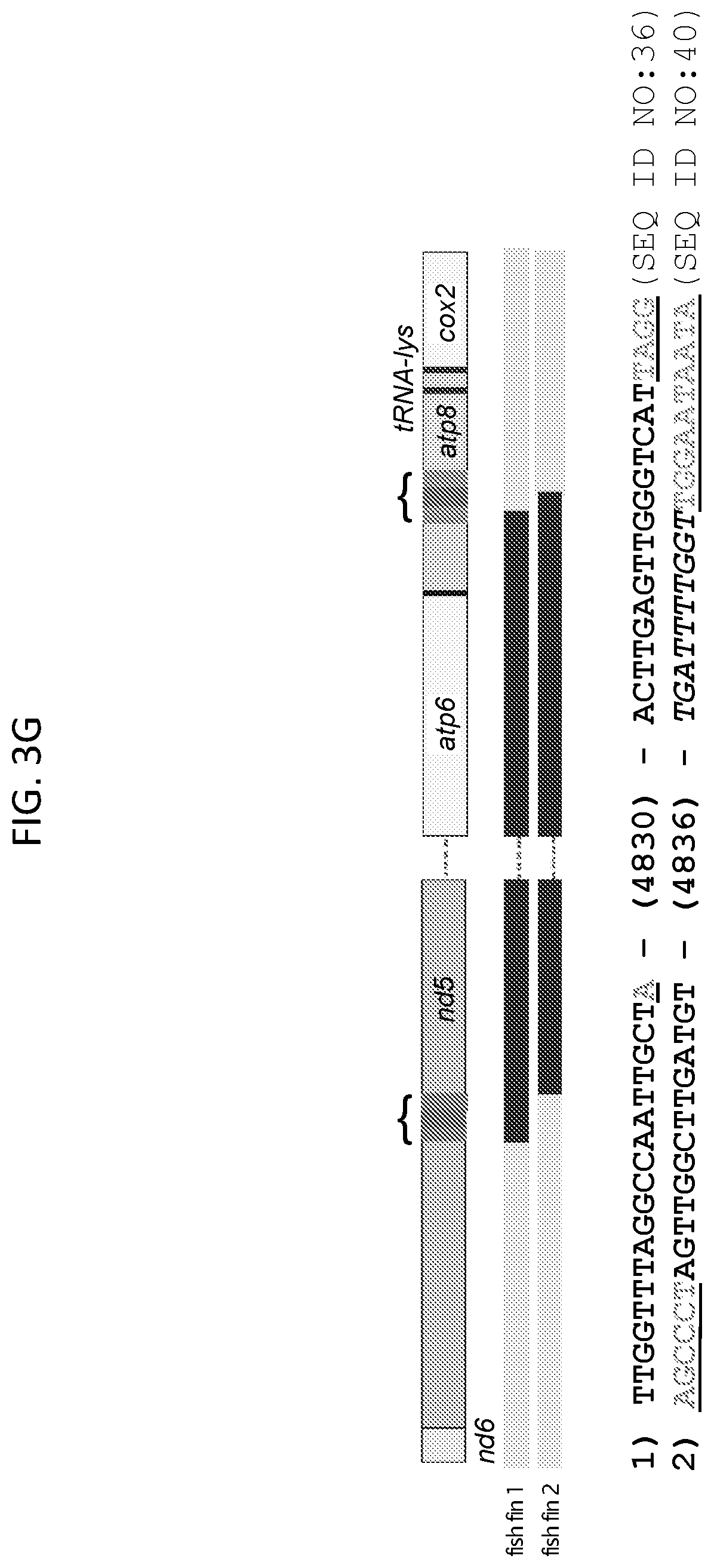 Patent US12612617 Figure 15 – Mitochondrial genome editing methods