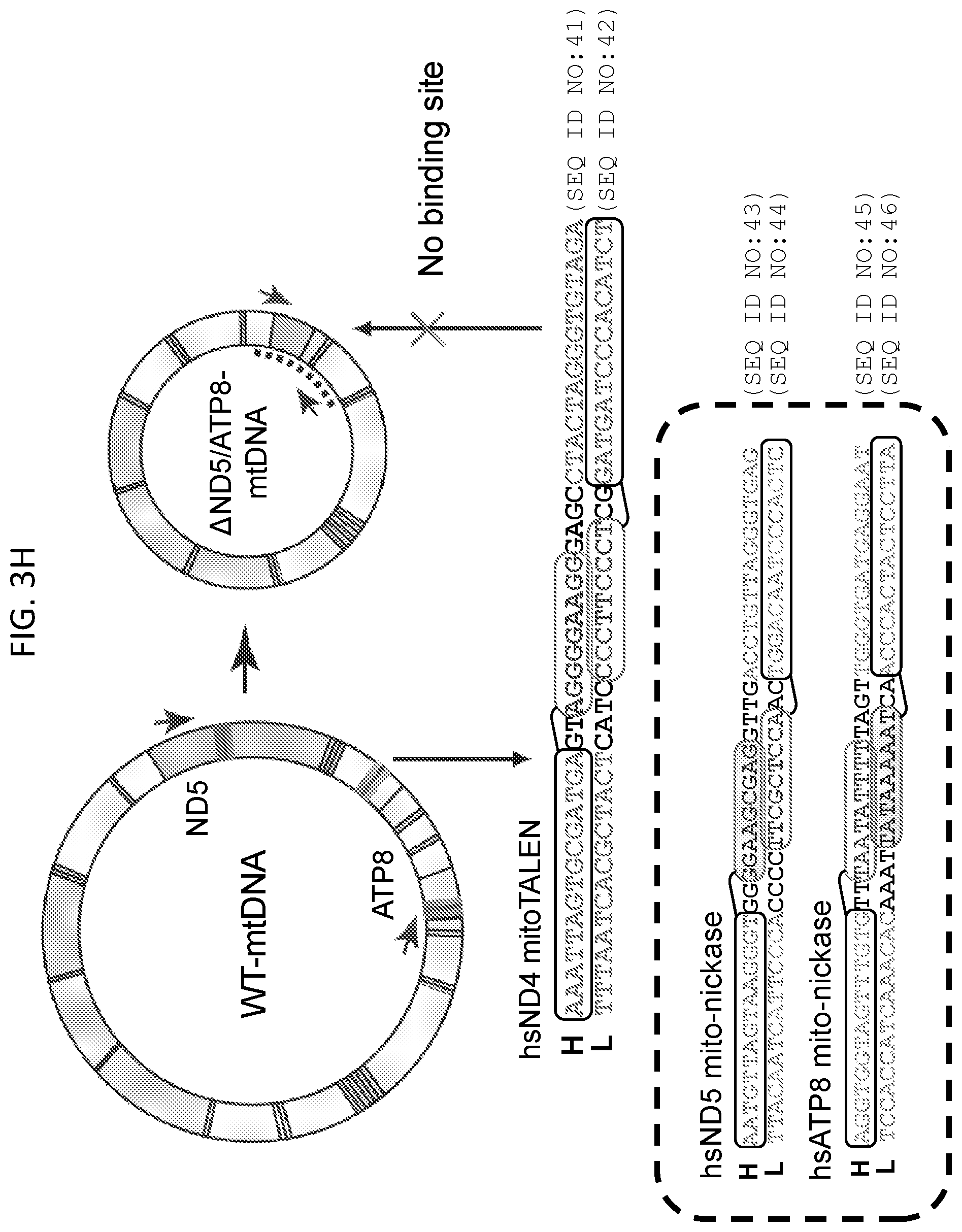 Patent US12612617 Figure 16 – Mitochondrial genome editing methods