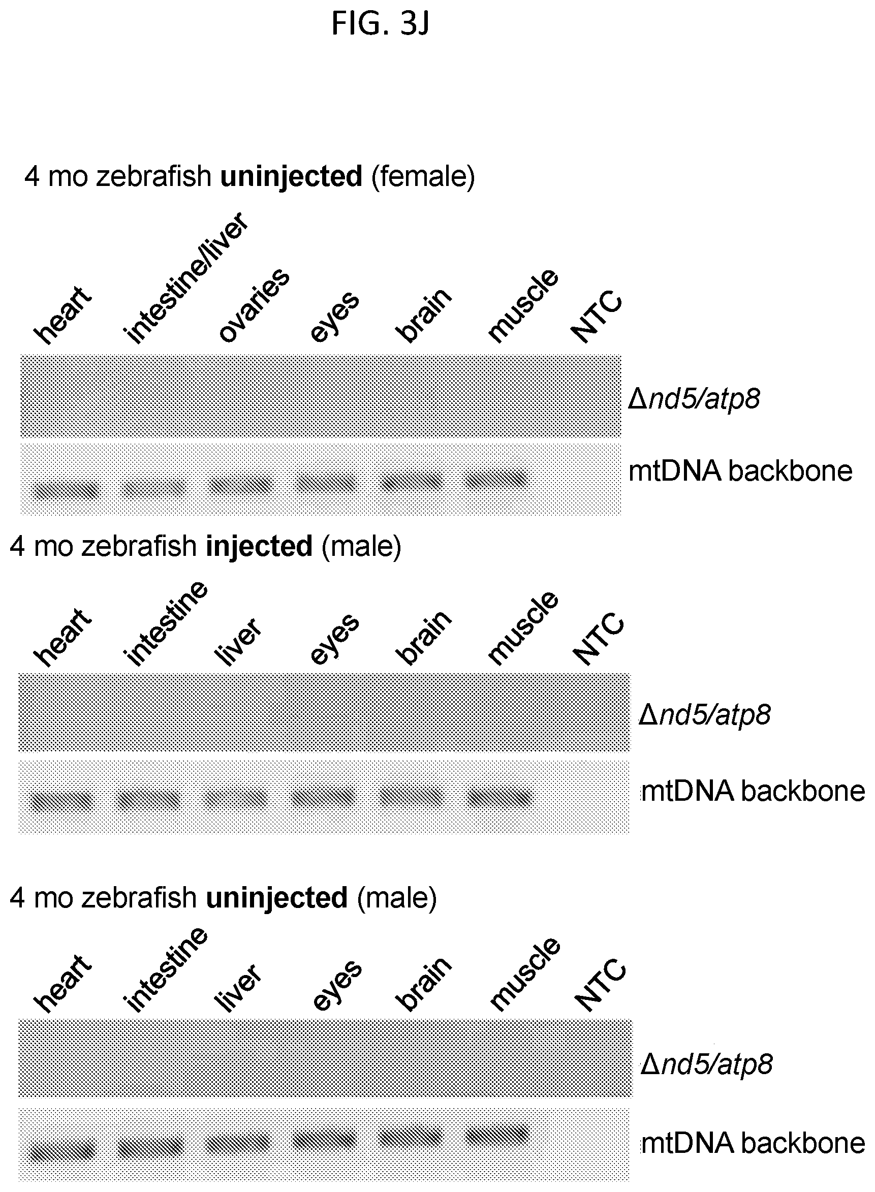 Patent US12612617 Figure 18 – Mitochondrial genome editing methods