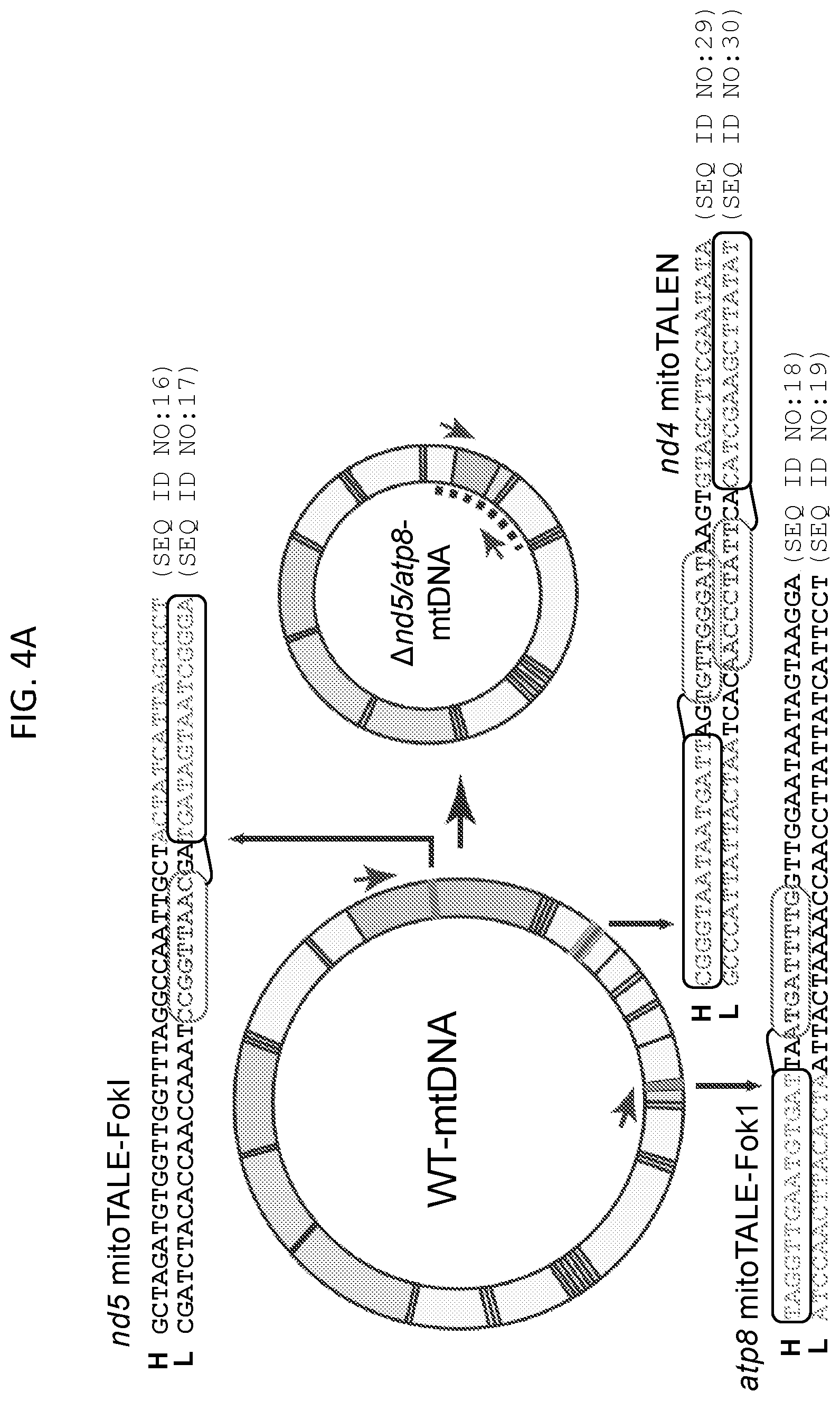Patent US12612617 Figure 20 – Mitochondrial genome editing methods
