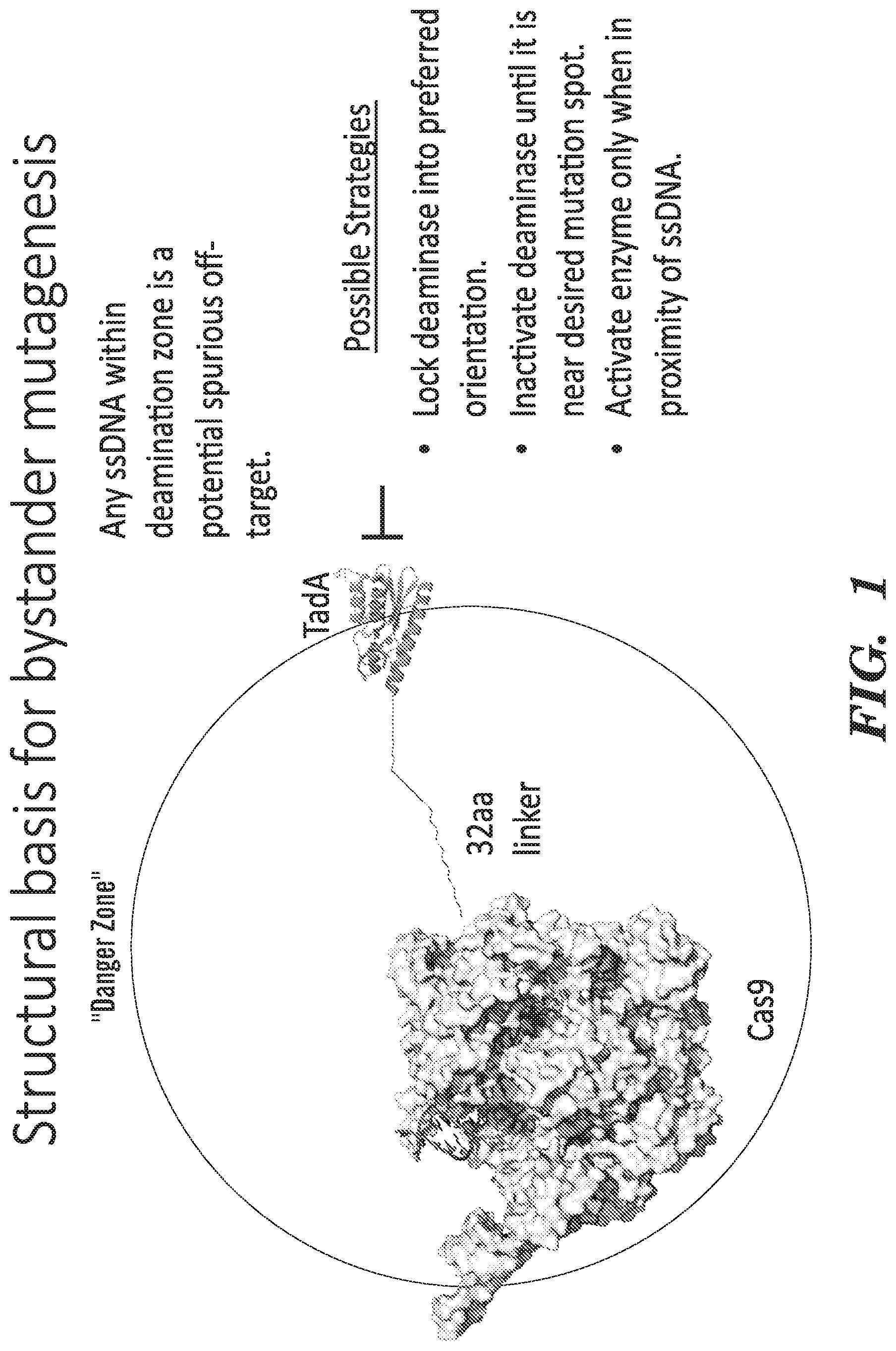 Patent US12612618 Figure 1 – Nucleobase editors having reduced non-target deamination and assays for characterizing nucleobase editors