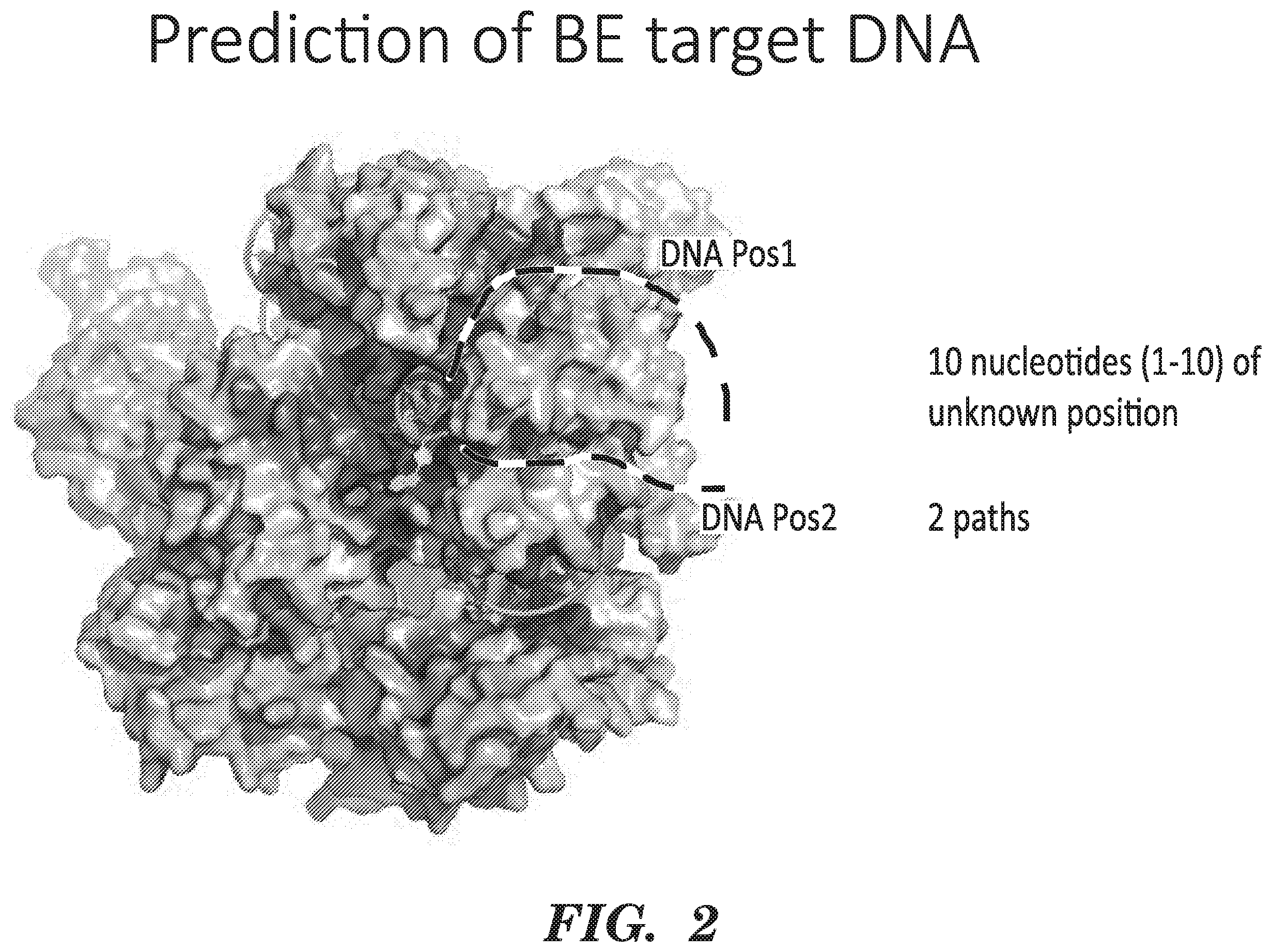 Patent US12612618 Figure 2 – Nucleobase editors having reduced non-target deamination and assays for characterizing nucleobase editors